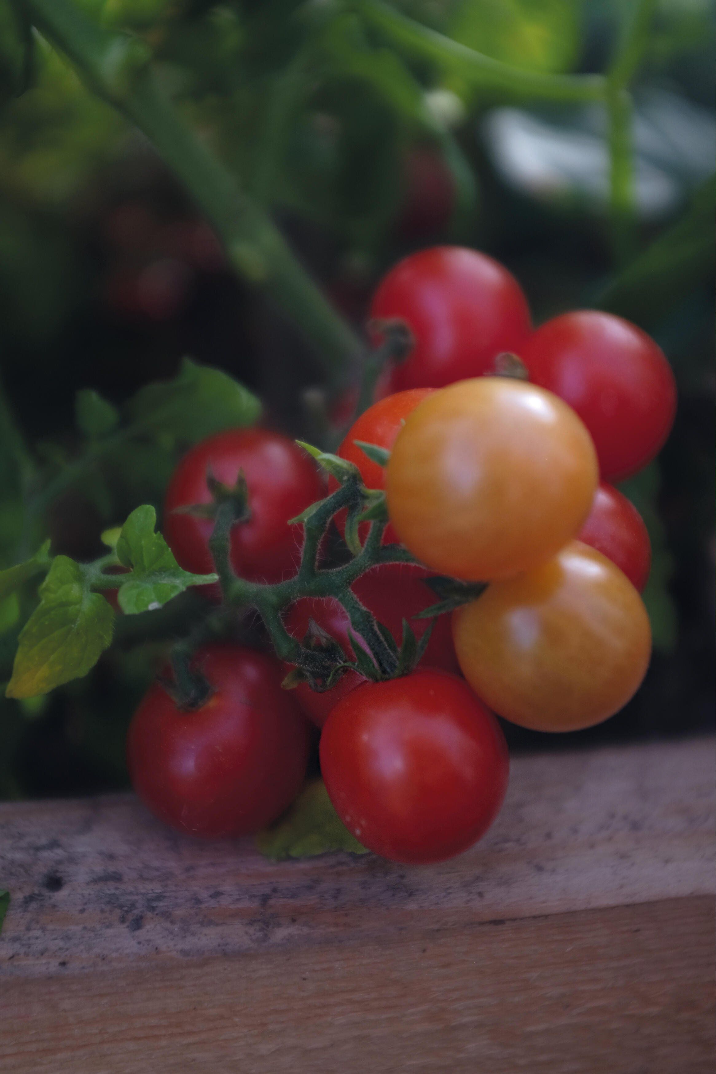 Cherrytomat 2