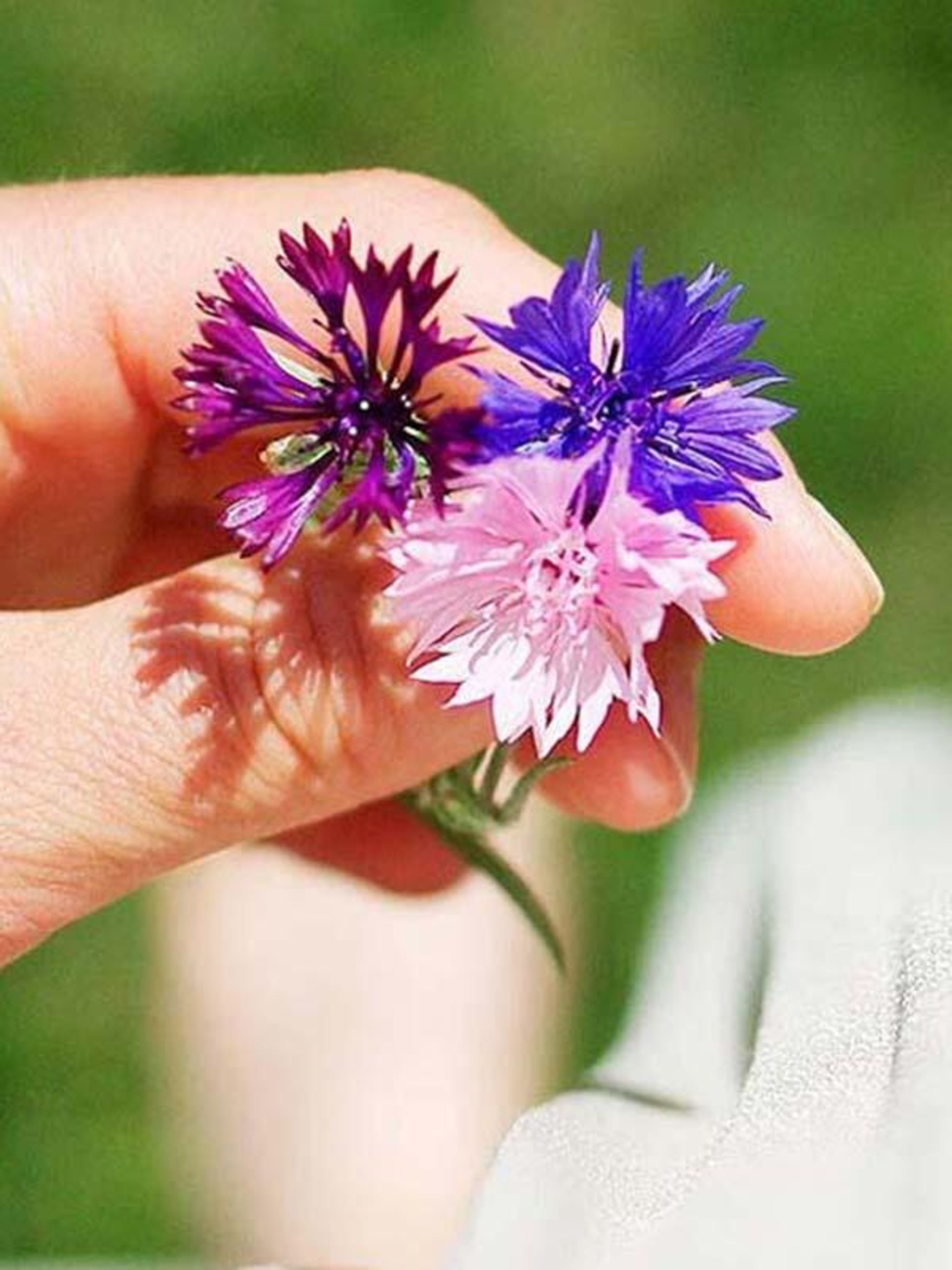 Blomsterfrø å så sent på høsten