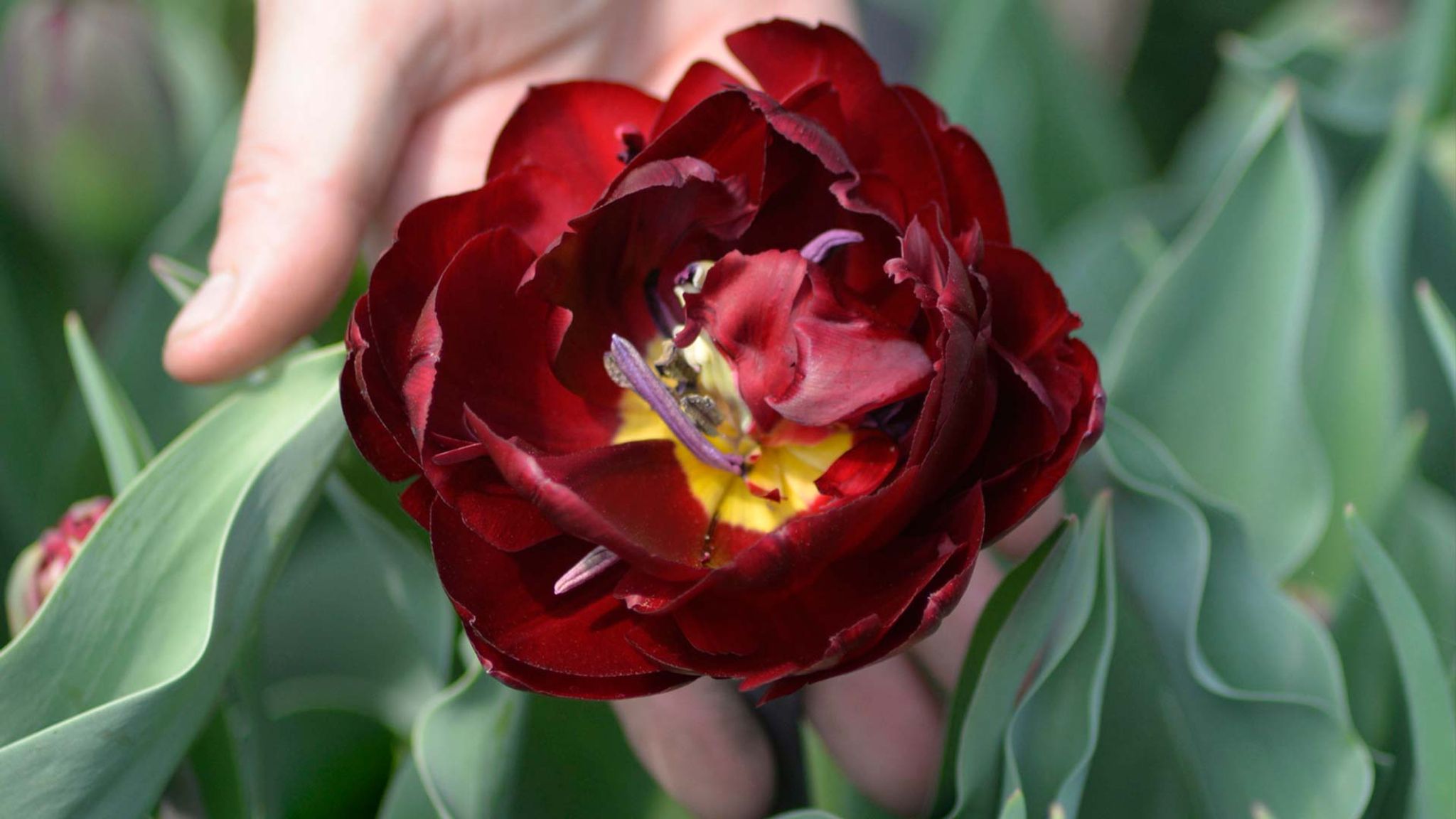 Låt trädgården blomma i vår