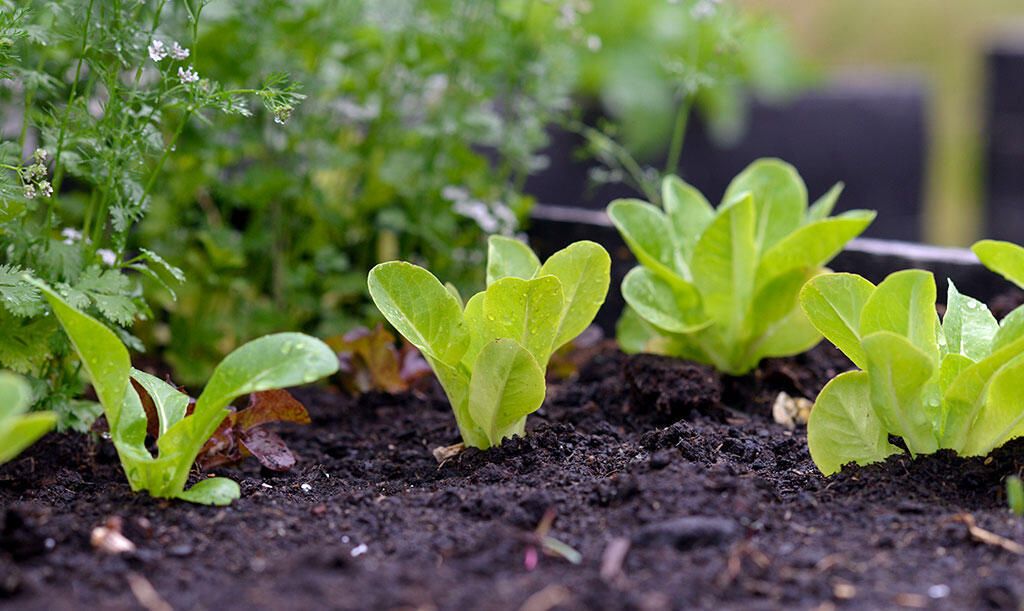 Små planter af salaten 'Little Gem' vokser i en palleramme.
