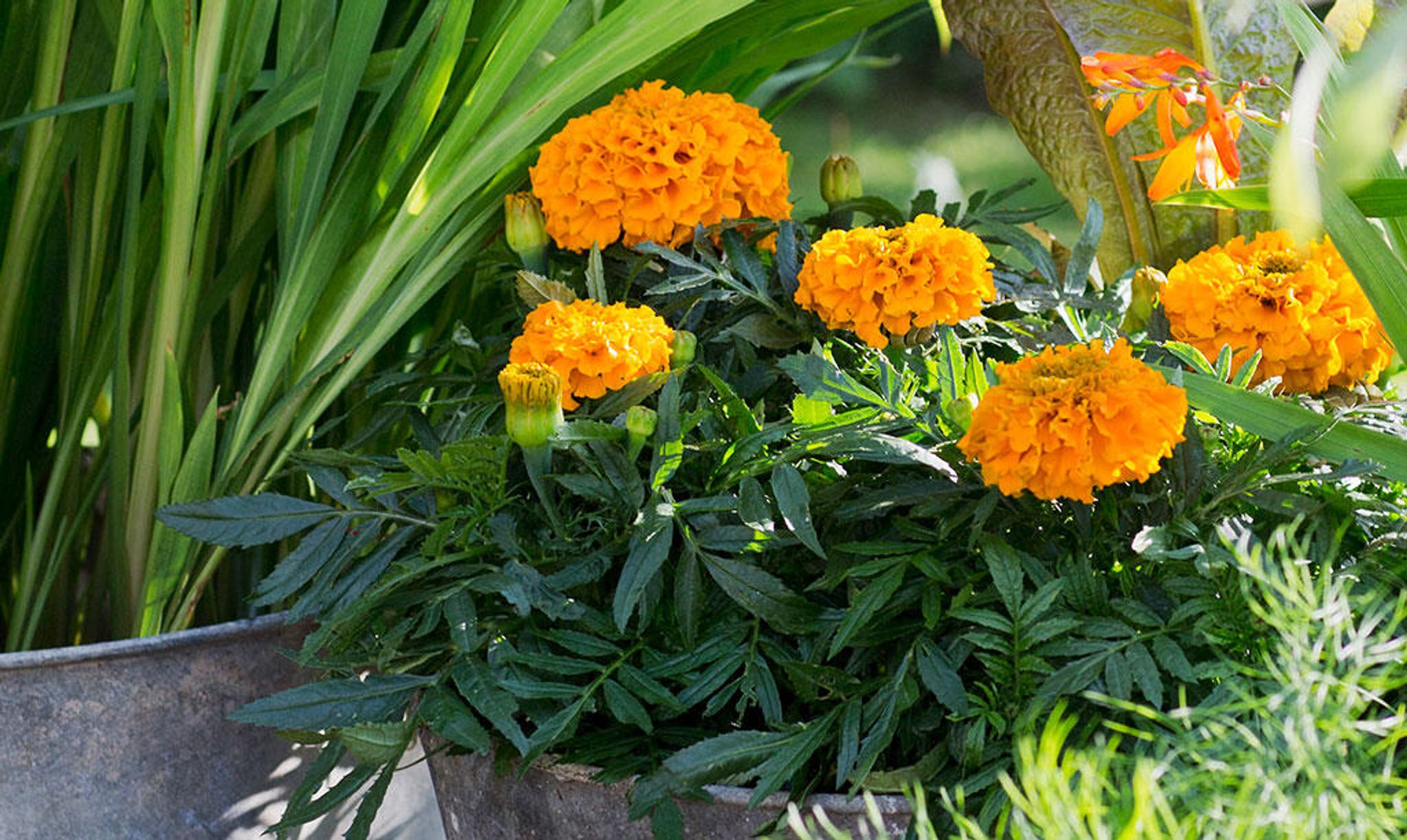 Tagetes pflanzen