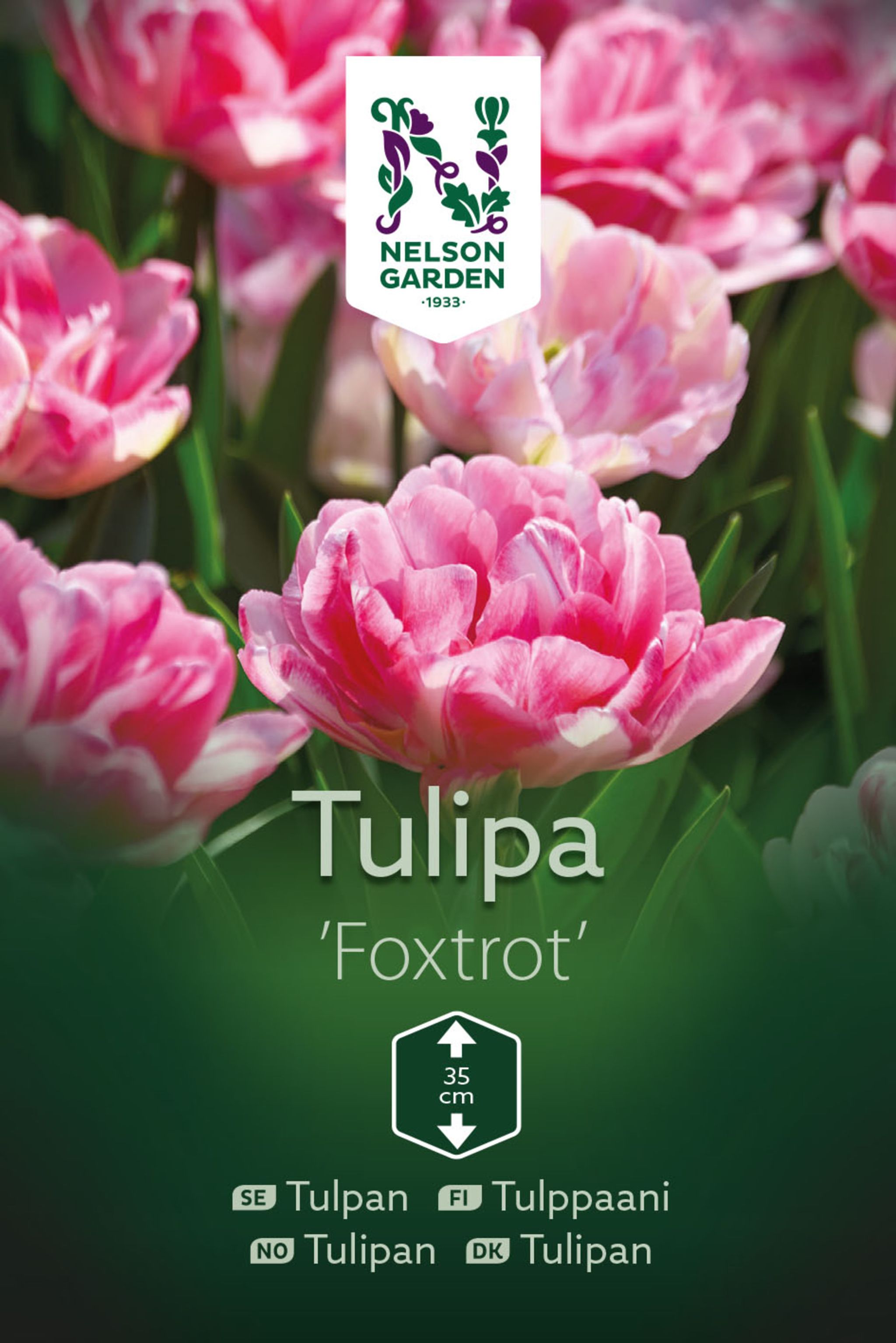 Tulppaani, aikainen kerrottu