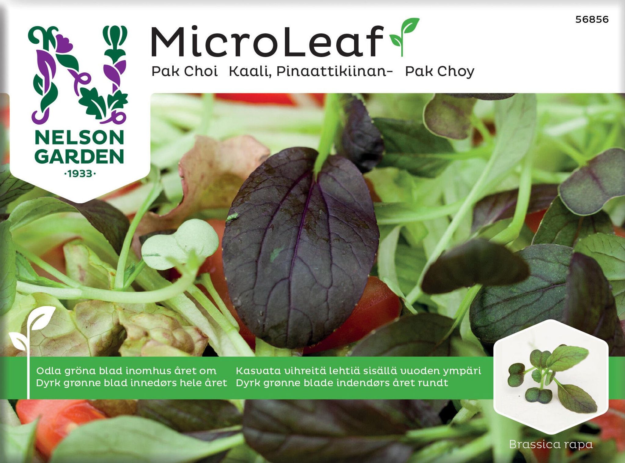 Micro Leaf, Pak Choi
