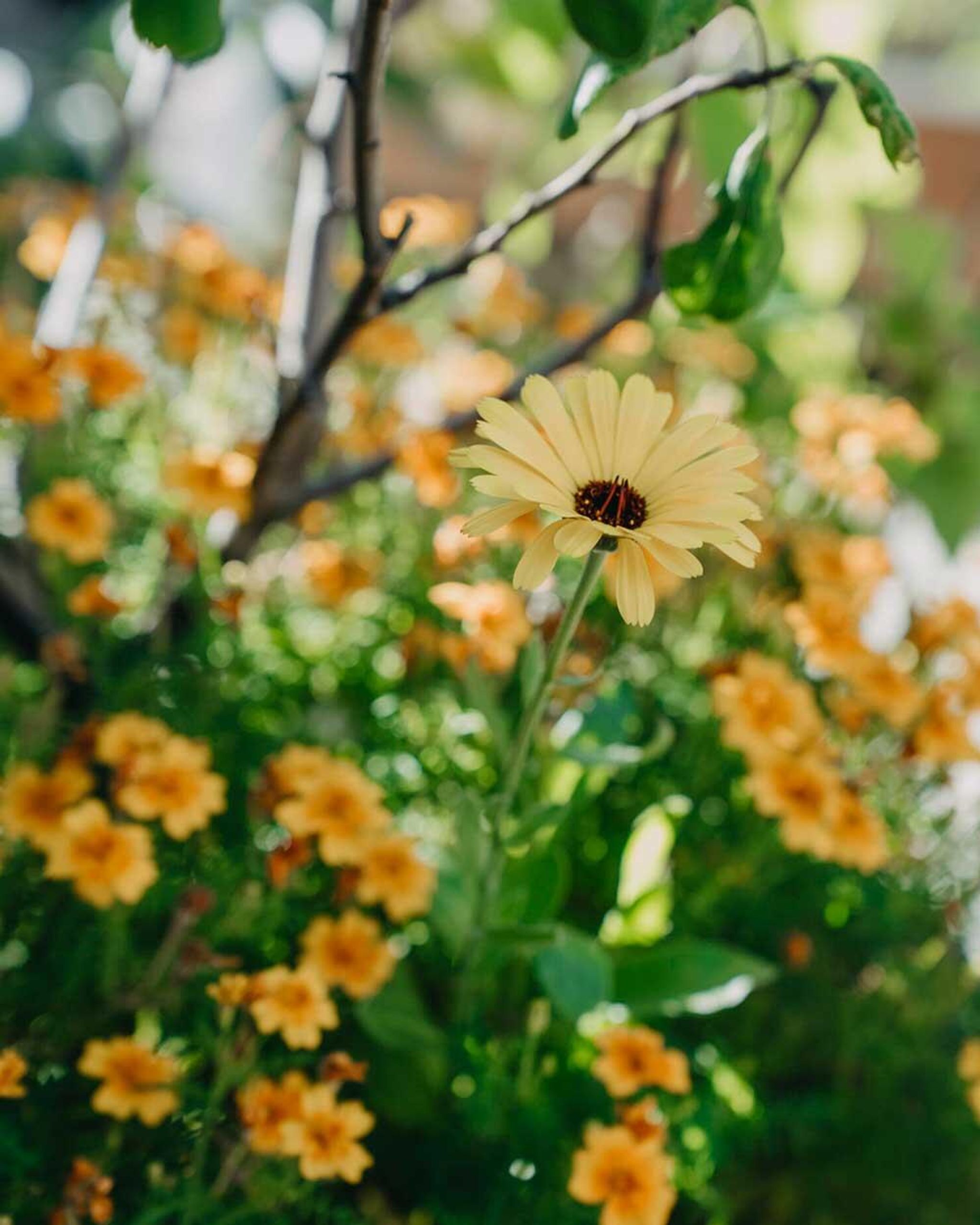 Blomfröer