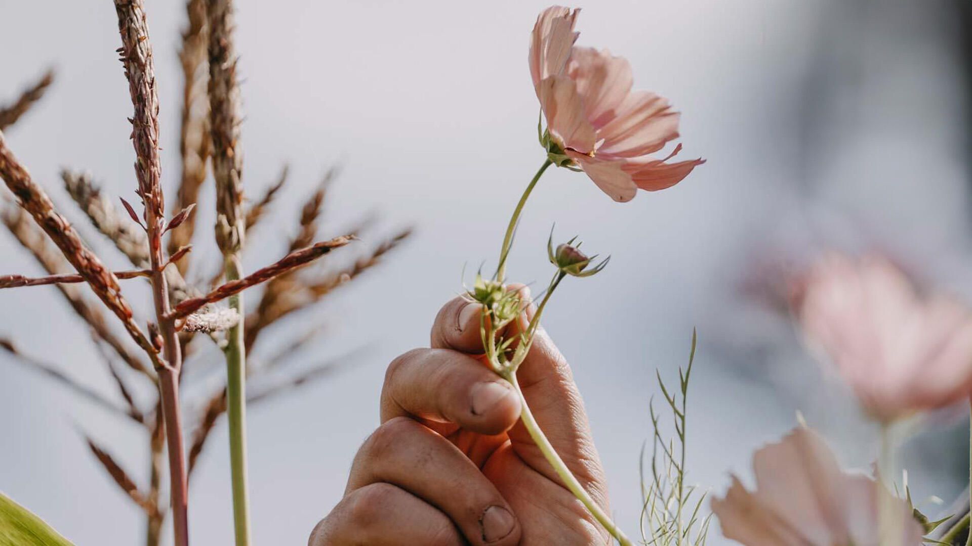 Blomsterfrø