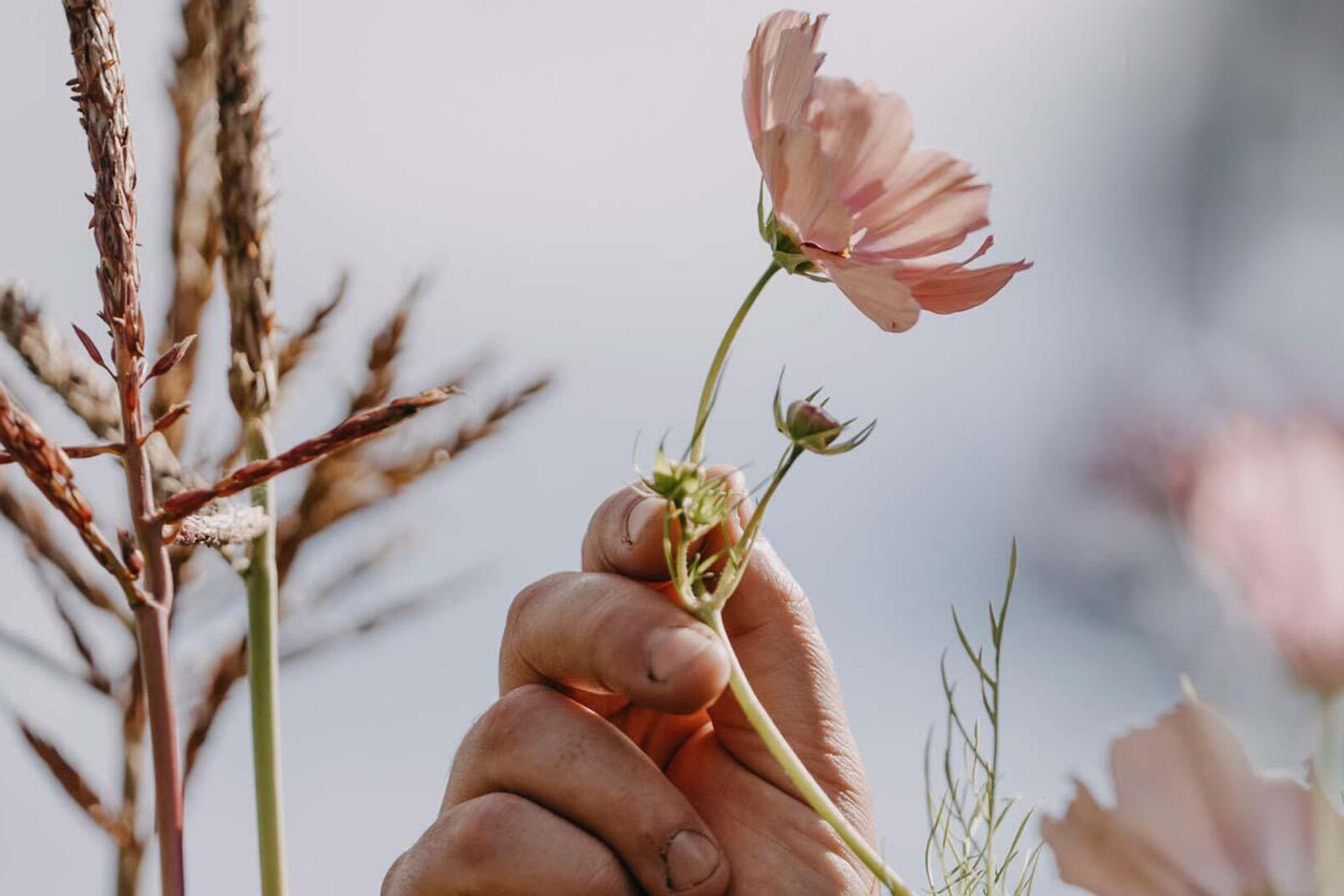 Blomsterfrø