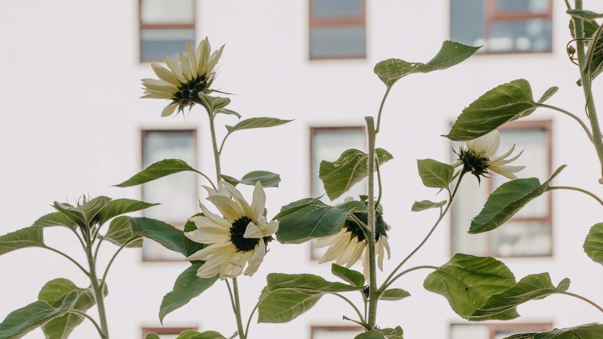 Blomsterfrø