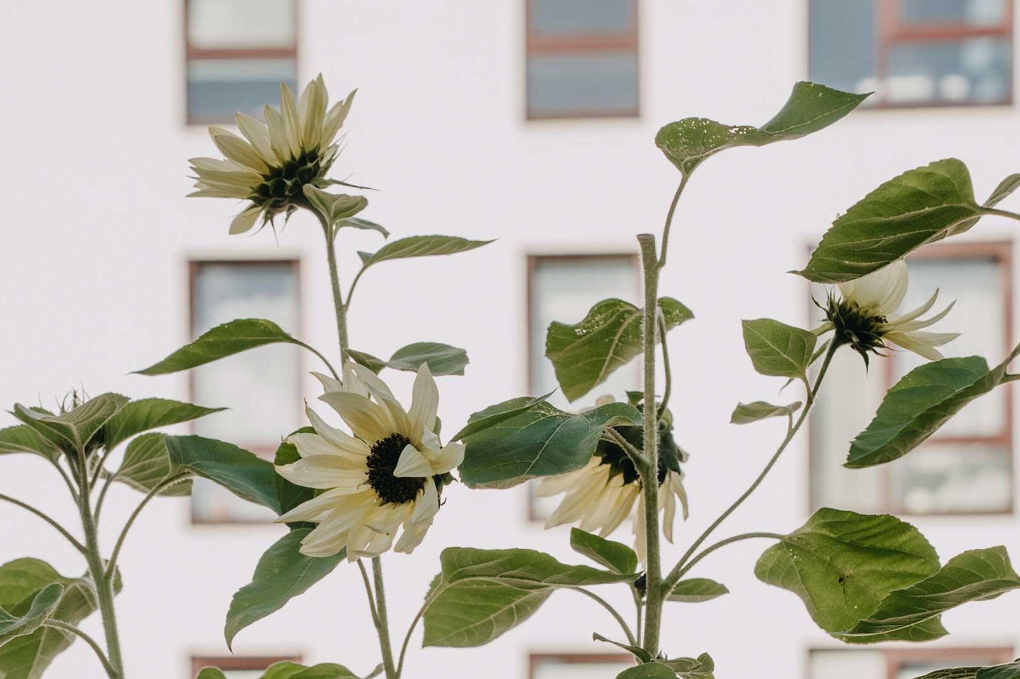 Blomsterfrø