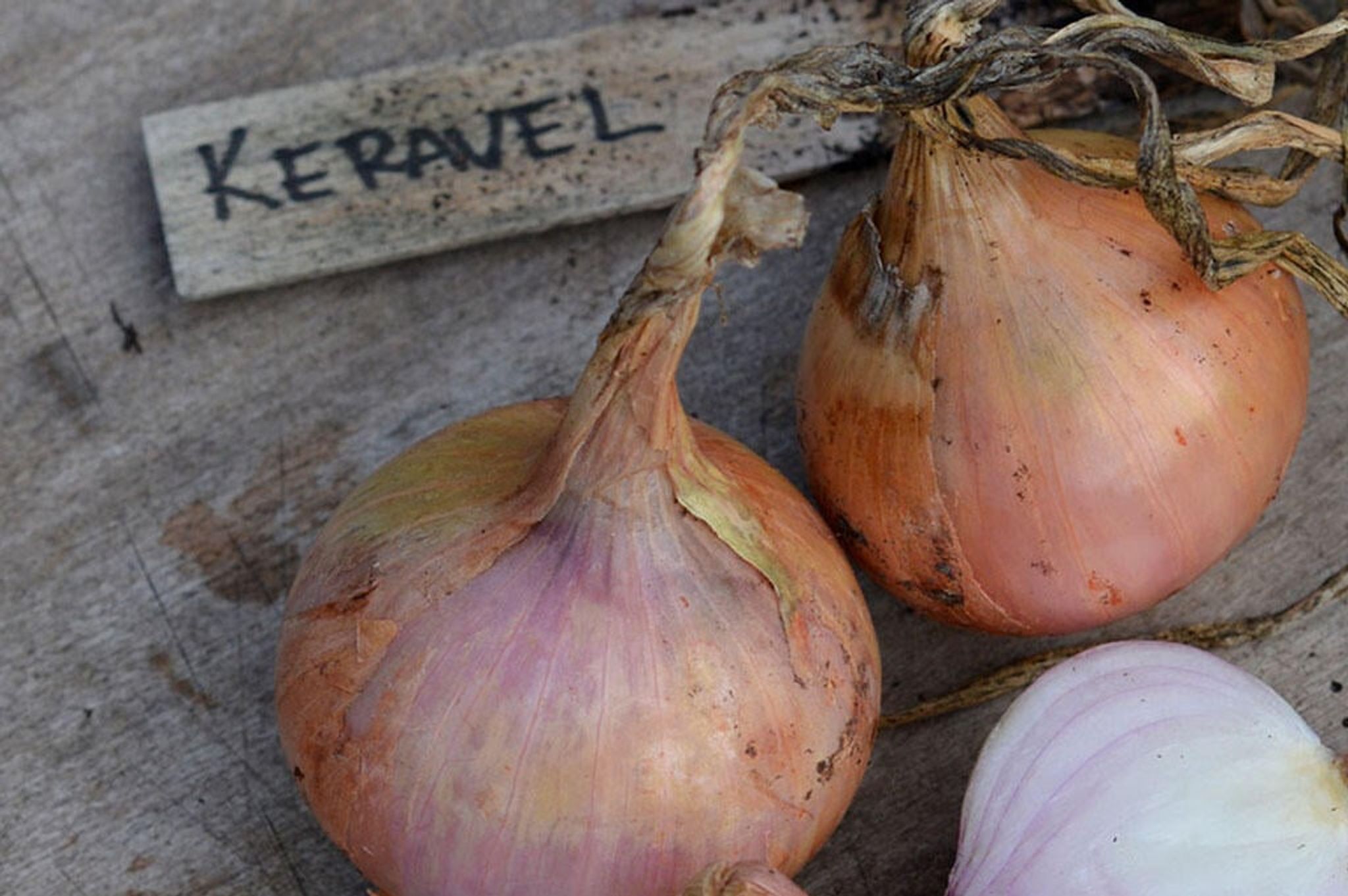 Kaksi ’Keravel’-lajikkeen sipulia kuivumassa ja kolmas halkaistuna, jotta vaaleanpunainen väri näkyy.