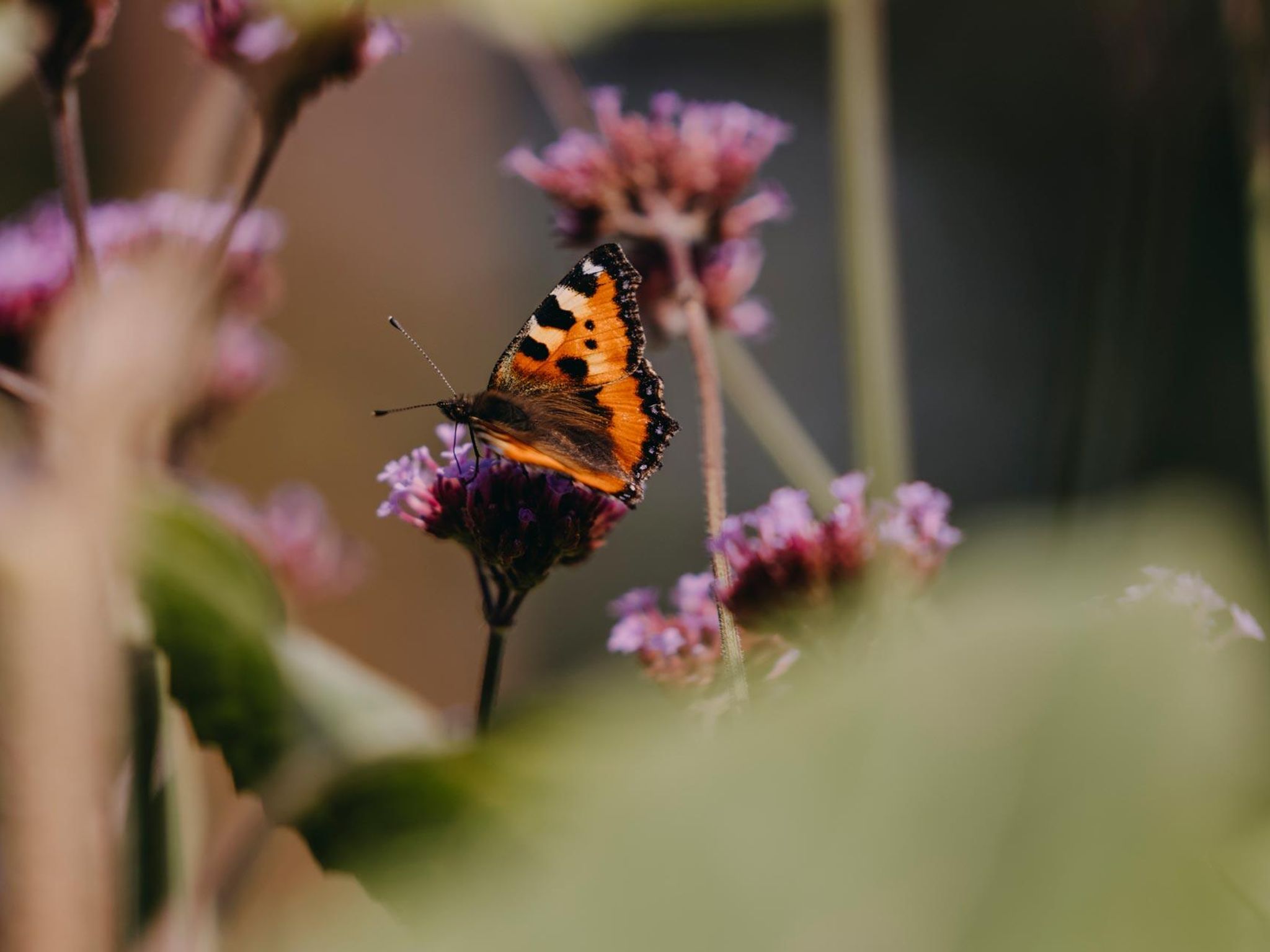 Med symbolet Pollinatorer merker vi planter som er spesielt verdsatt av bier, sommerfugler og andre pollinerende insekter. Dette er som regel åpne blomster i sterke farger som sammen skaper en lang blomstringssesong, fra tidlig vår til sen høst. Hjelper vi nytteinsektene, hjelper de avlingene våre.
