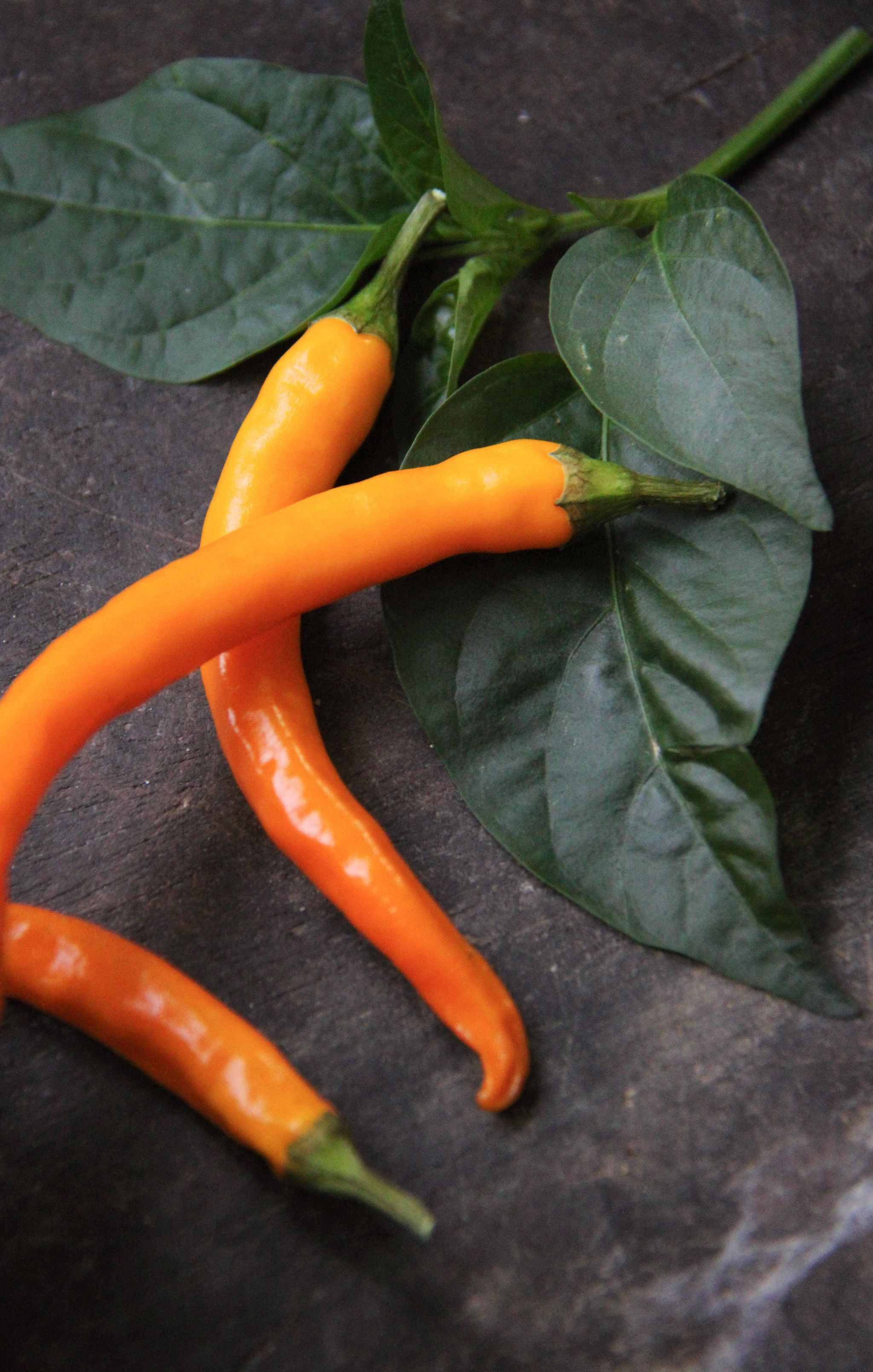 Chilipepper
