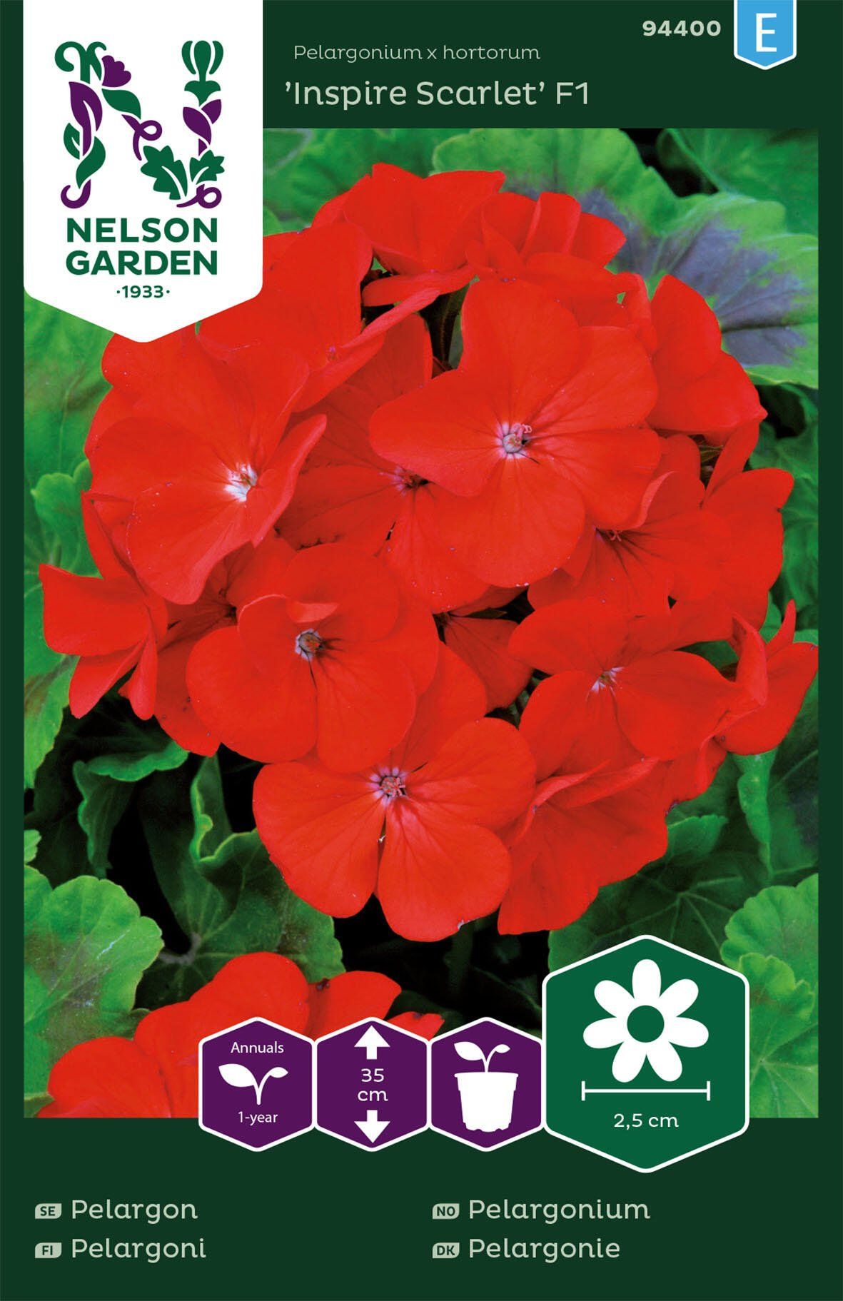 Pelargonie 1