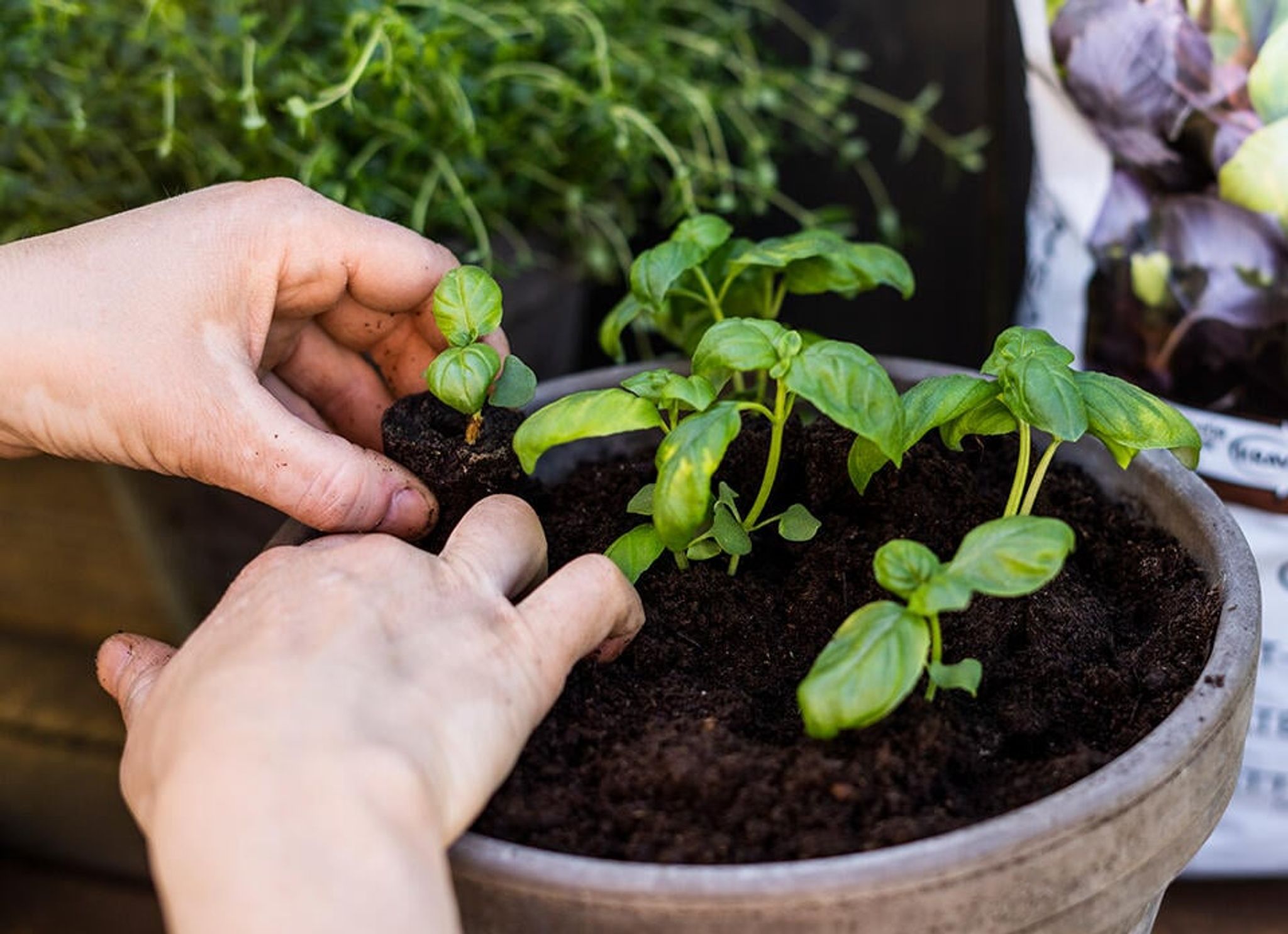 How to successfully grow basil in 7 easy steps