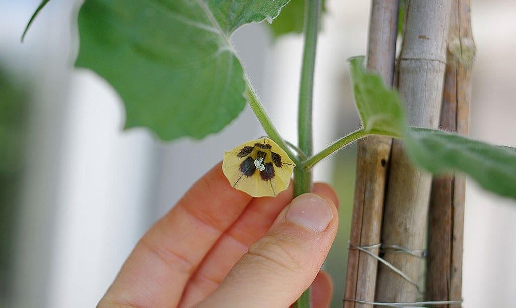 Odla physalis – gyllenbär och kapkrusbär
