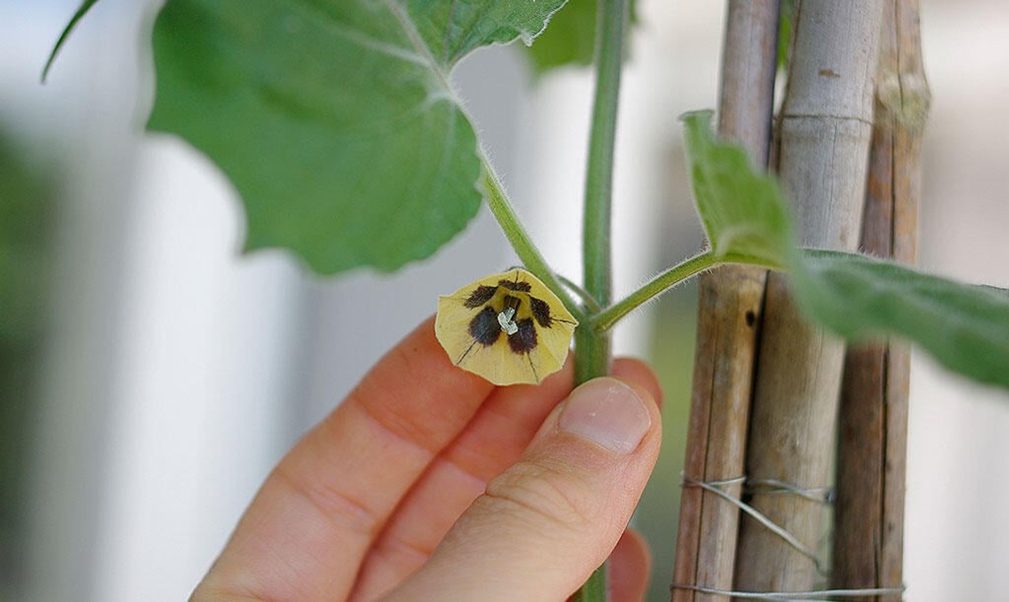 Dyrke physalis – gyllenbær og kapkrusbær