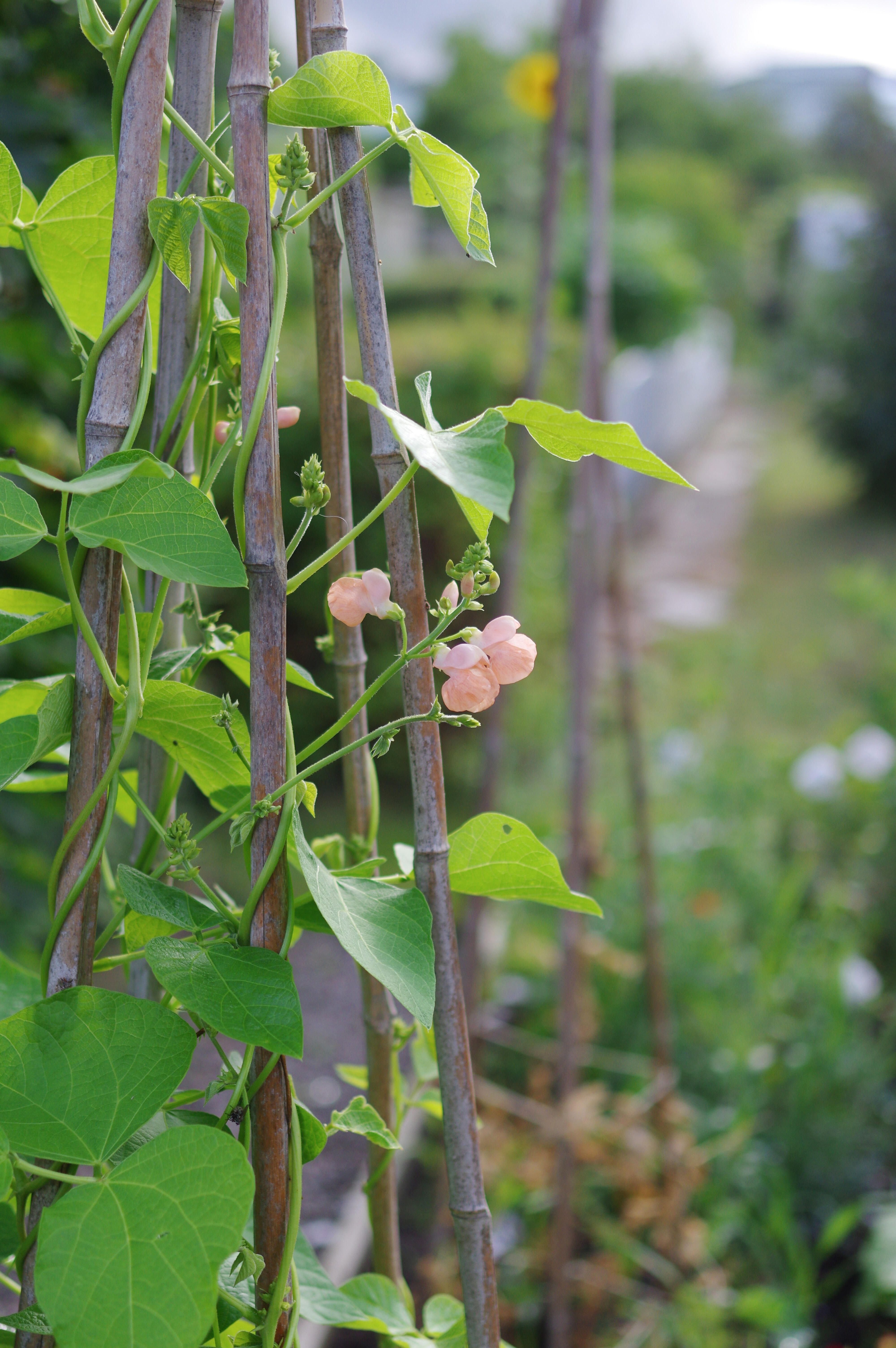 Rosenböna/Blomsterböna 1
