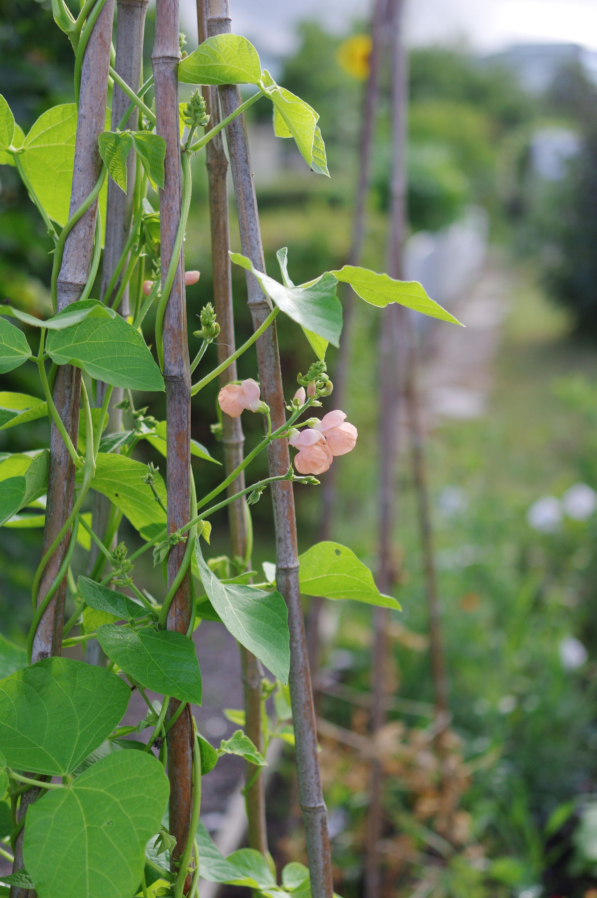 Rosenböna/Blomsterböna