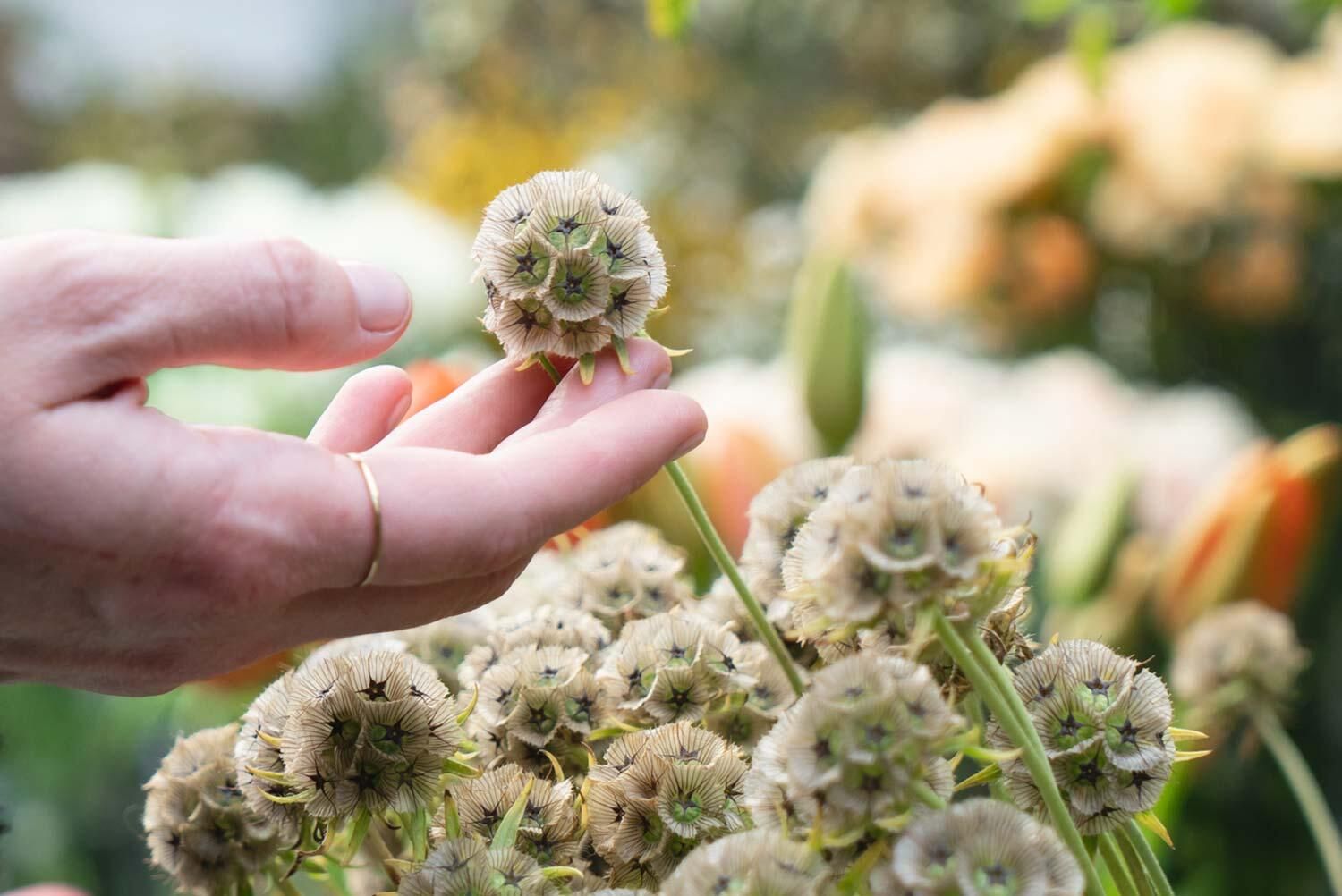 Find din egen blomsterven