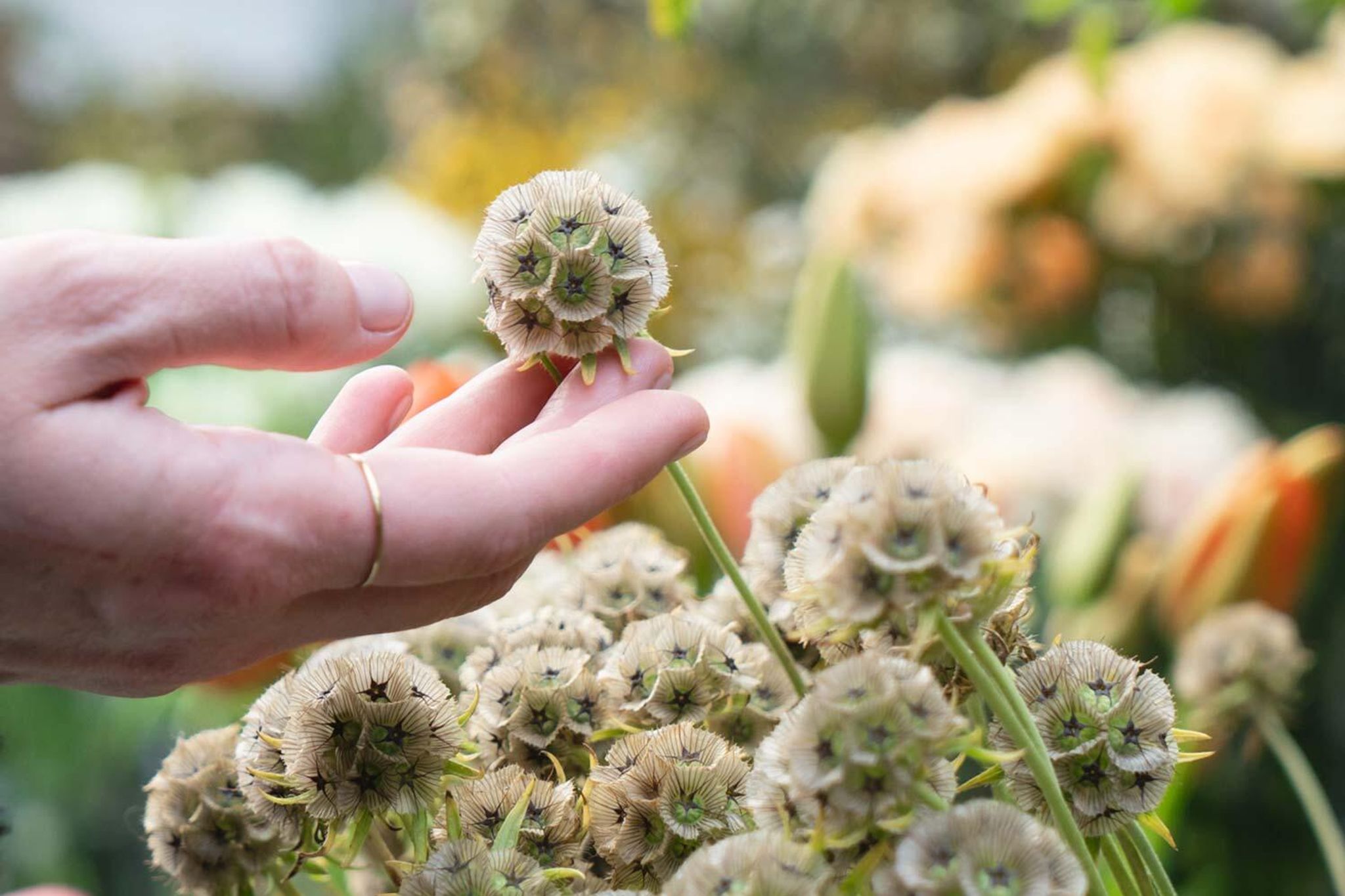 Find din egen blomsterven