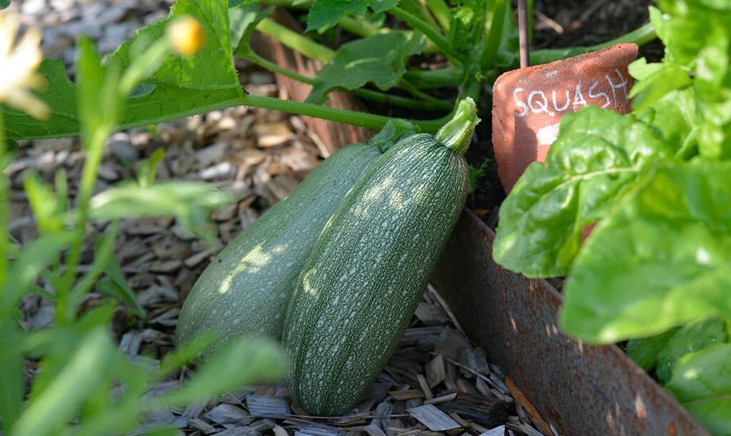 Dyrk squash