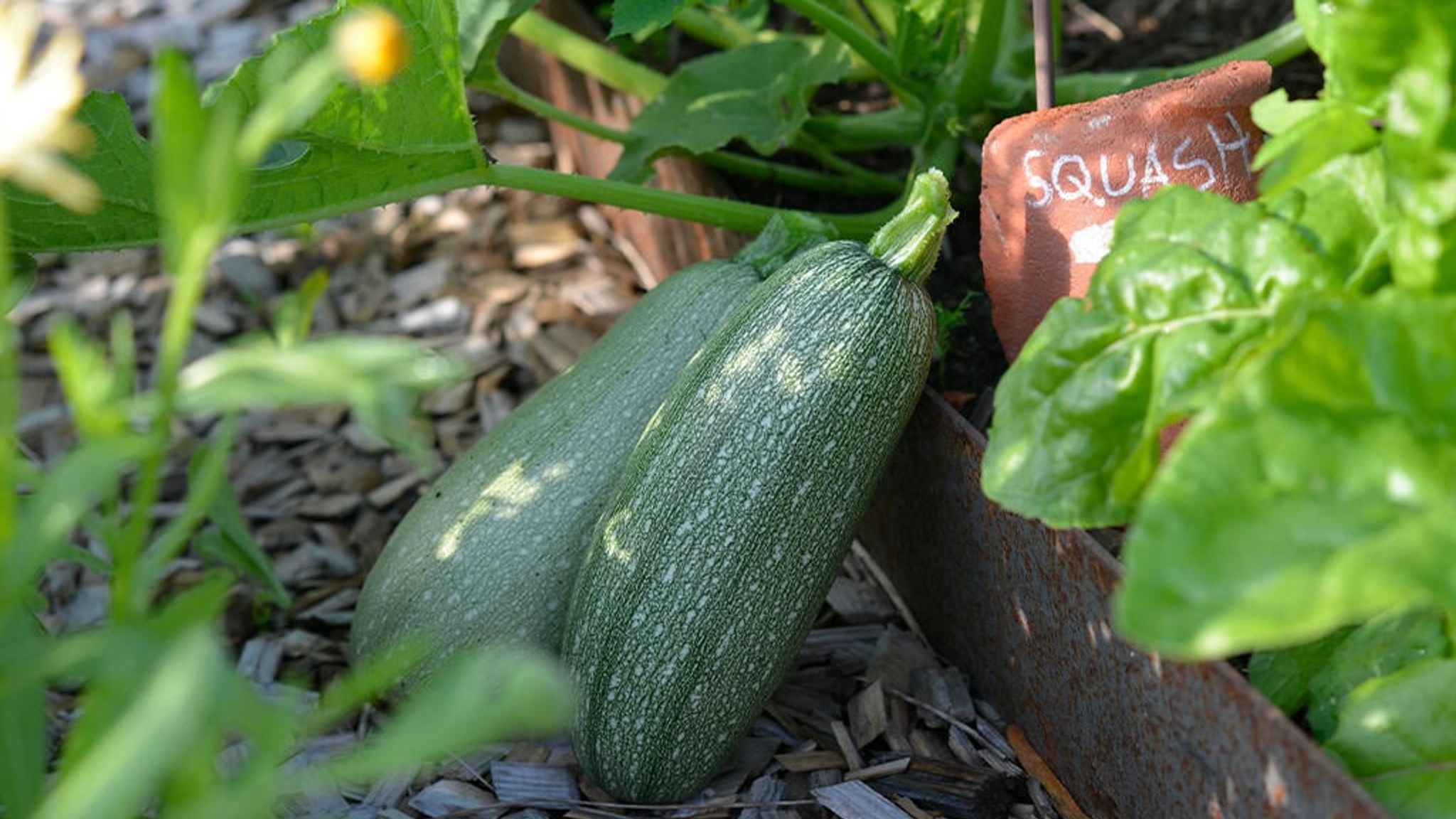 Dyrk squash
