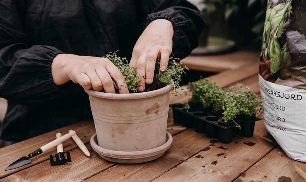 Små timianplanter plantes i en keramikkrukke.