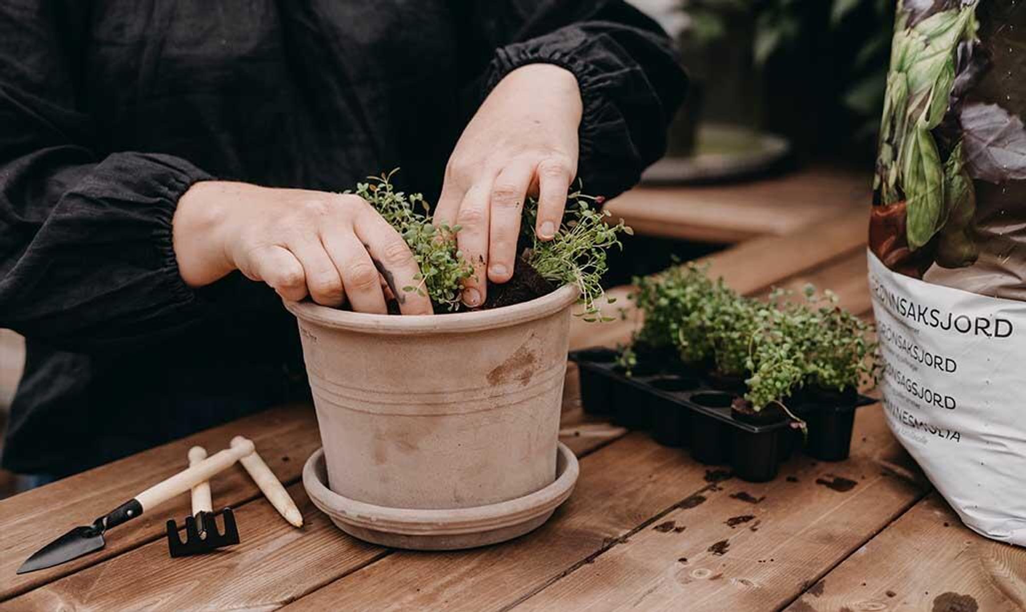 Små timianplanter plantes i en keramikkrukke.