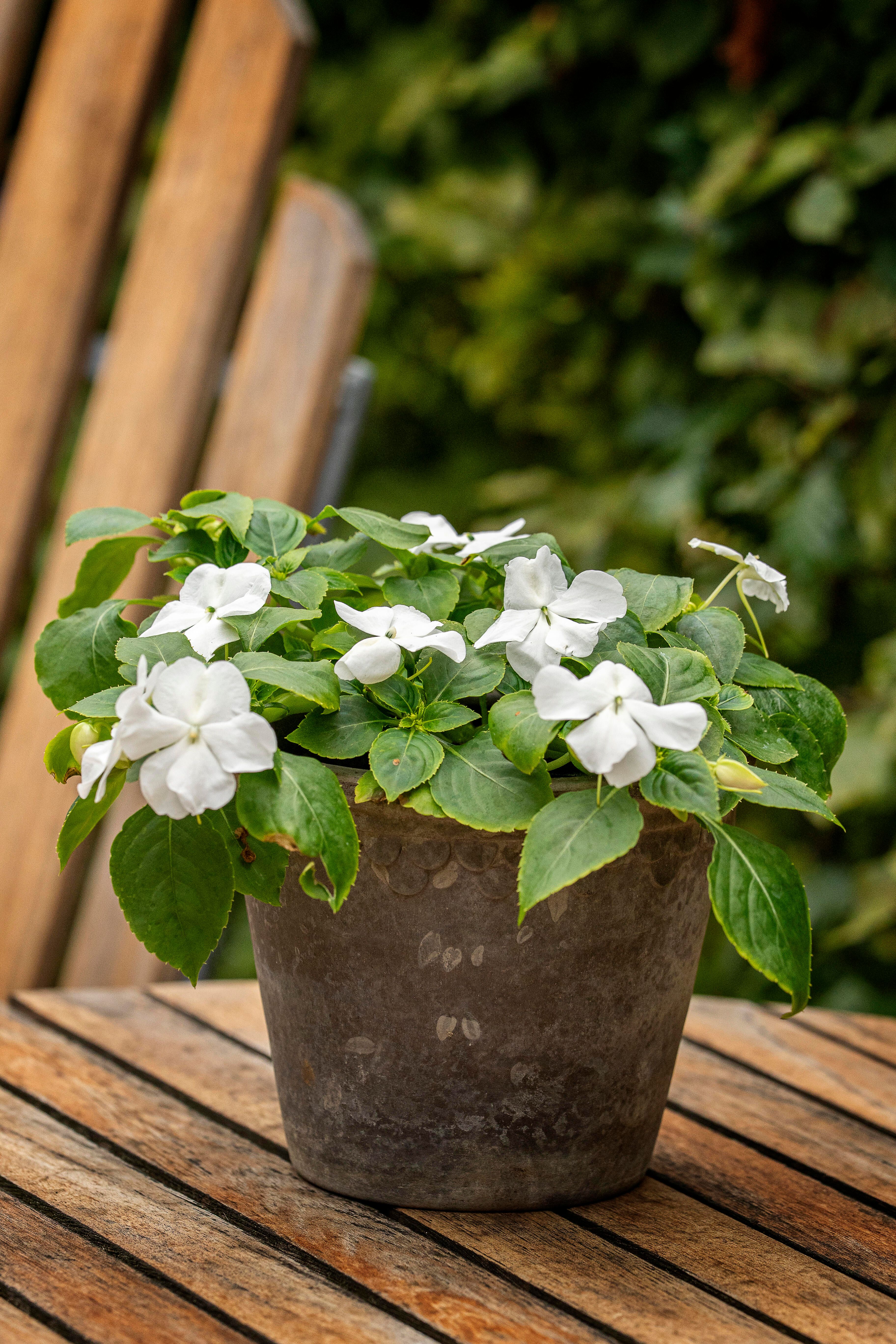 Flitiga Lisa/Impatiens 1