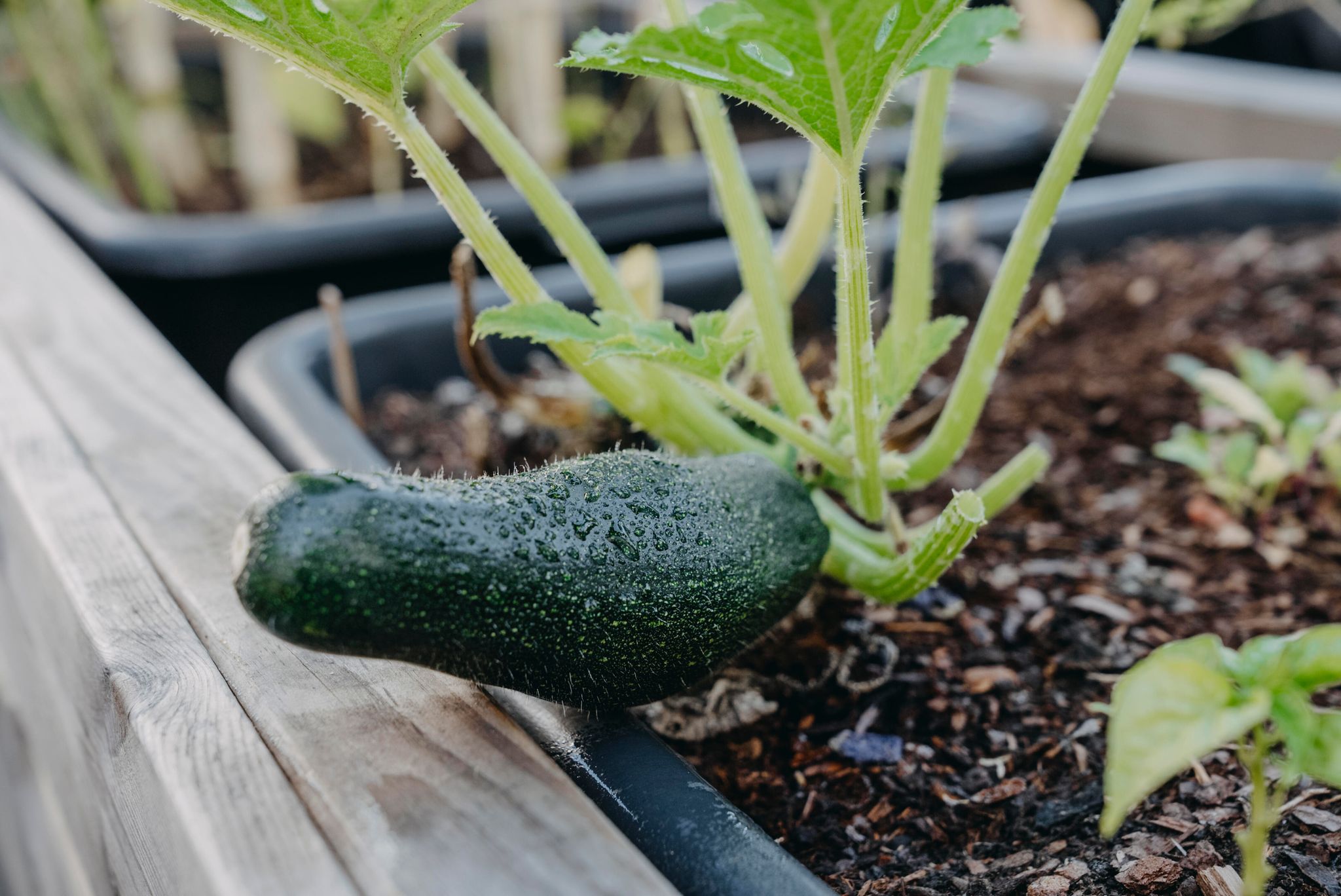 Squash