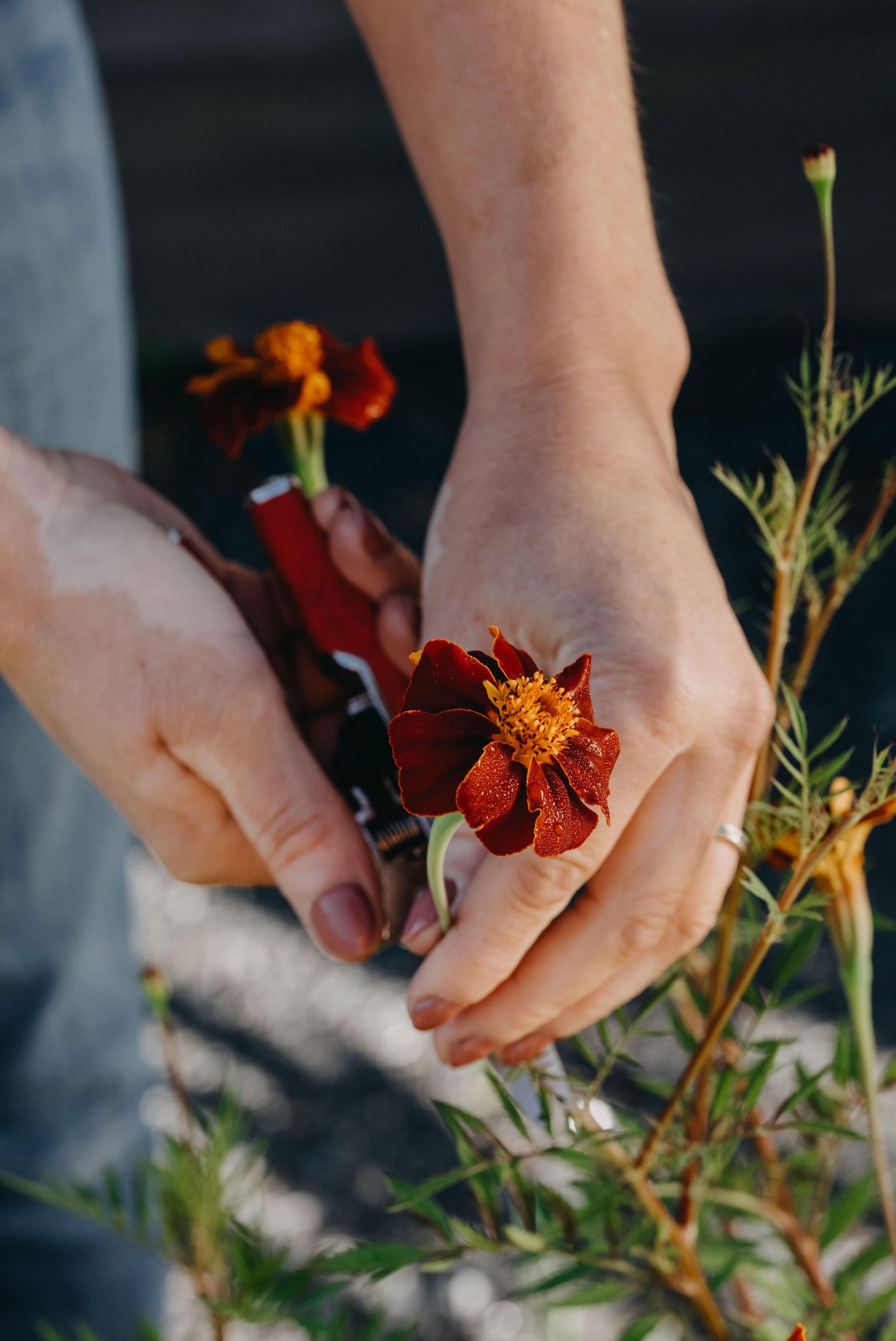 Linnétagetes