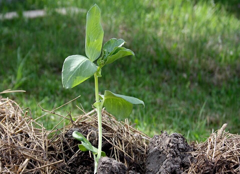 Täckodling – Härma naturen