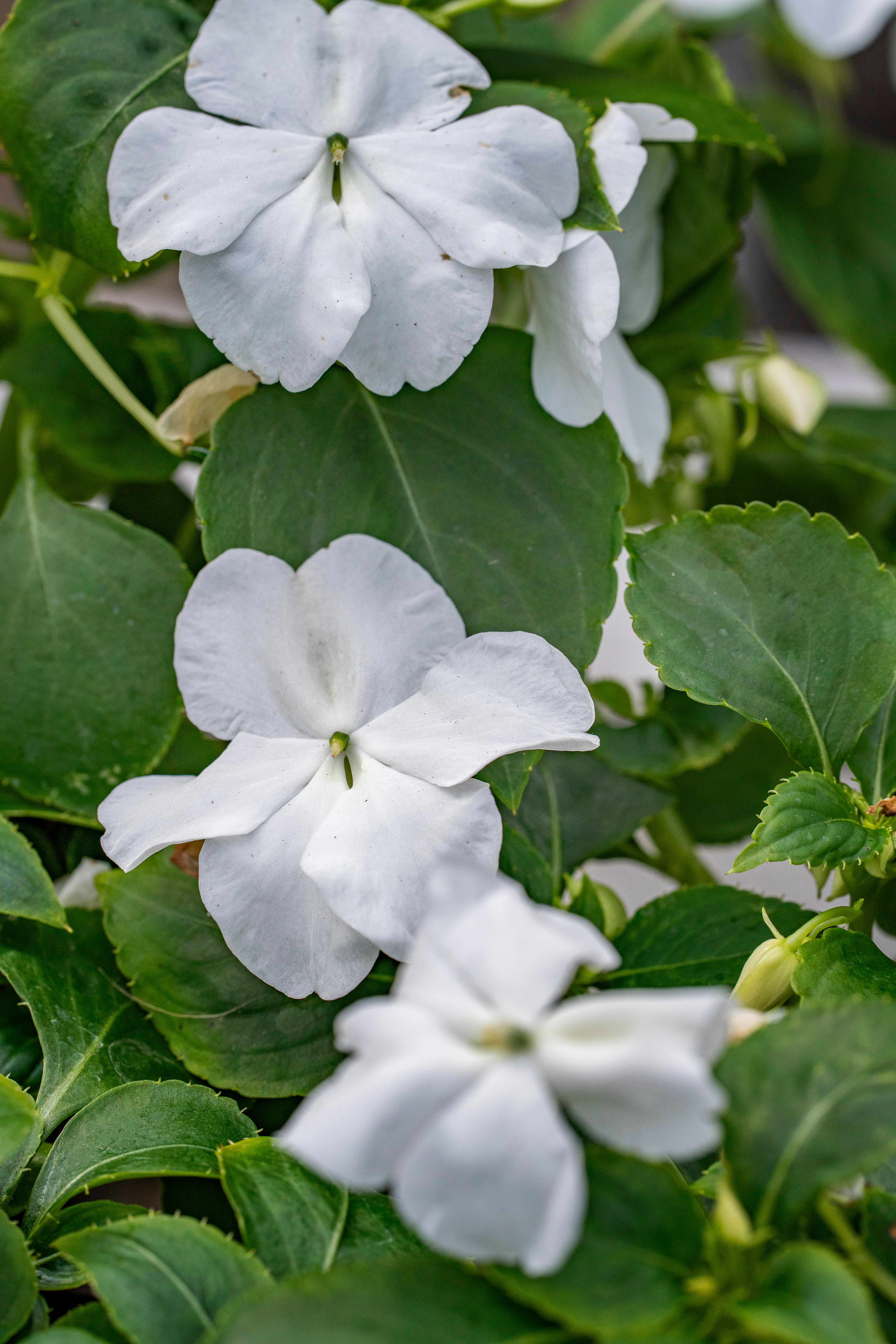 Flitiga Lisa/Impatiens 3