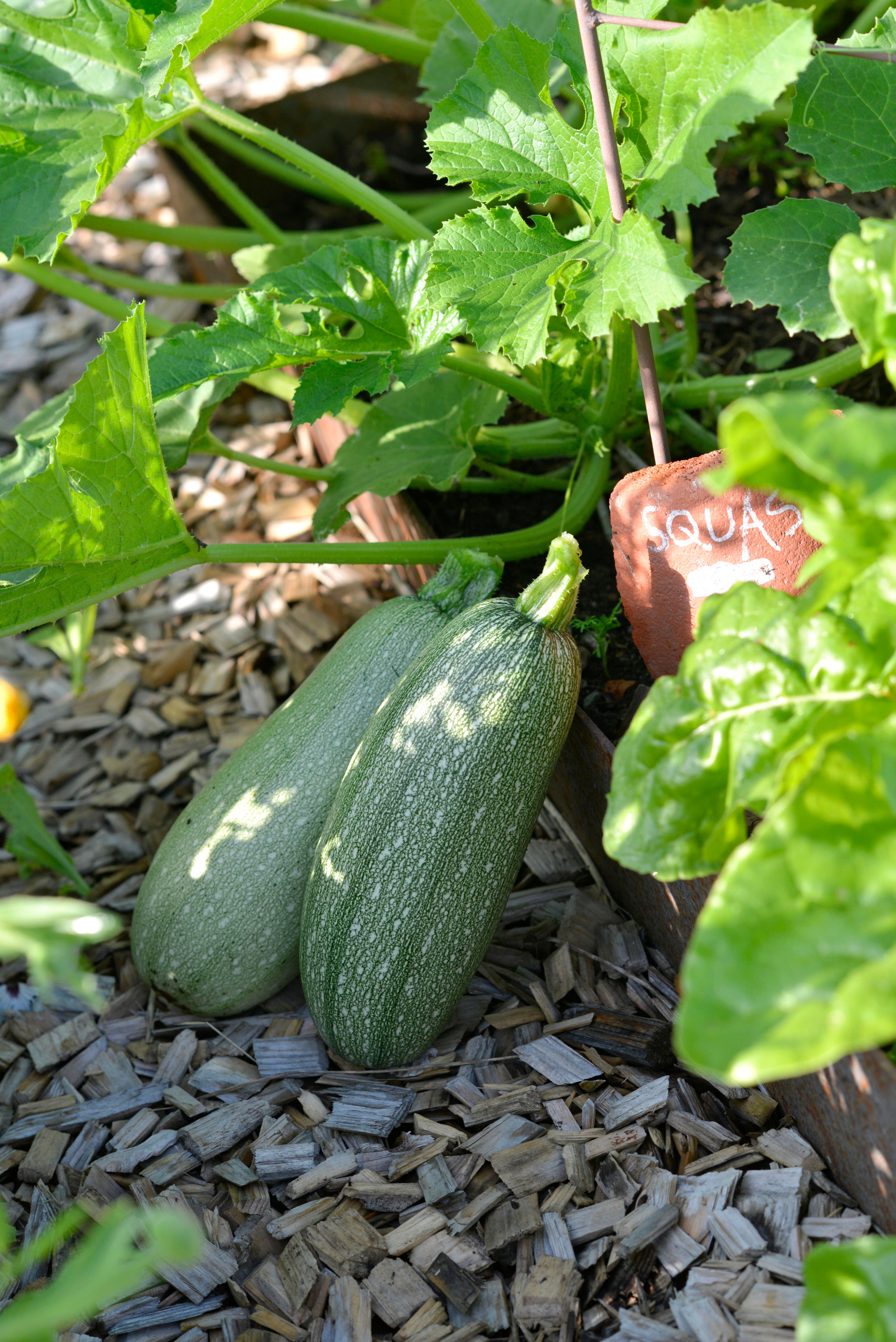 Squash 1