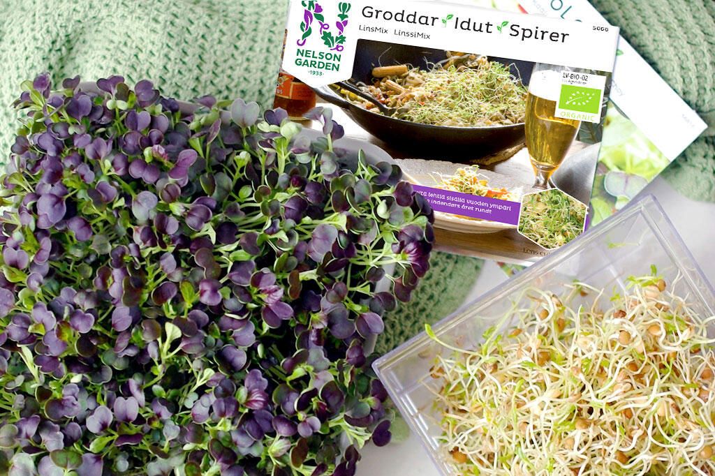 Groddar eller mikroblad – vilket ska jag välja?