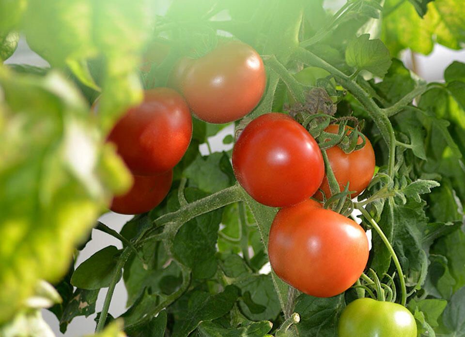 Mogna och gröna tomater växer på frodig tomatplanta.