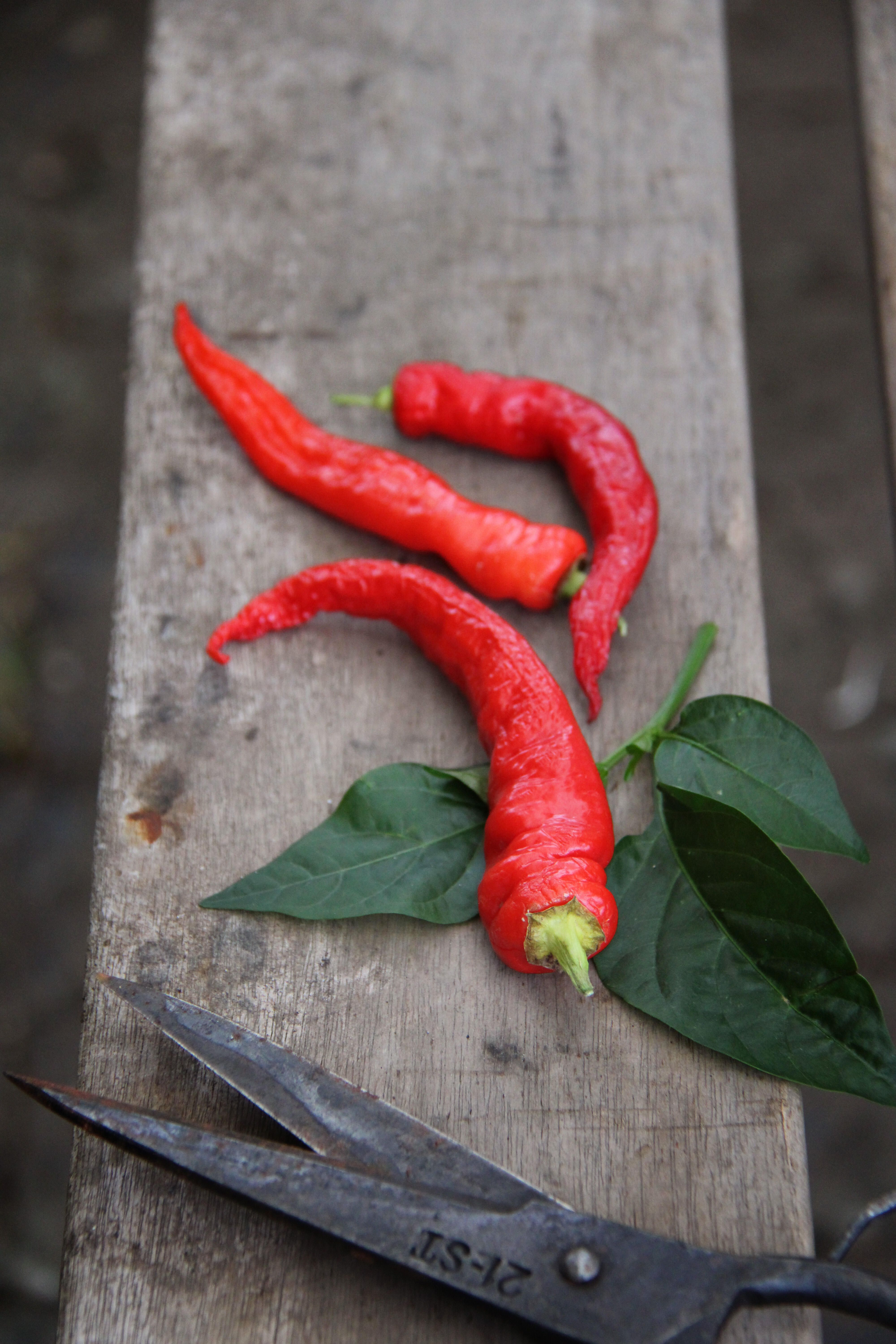 Chilipeber 4