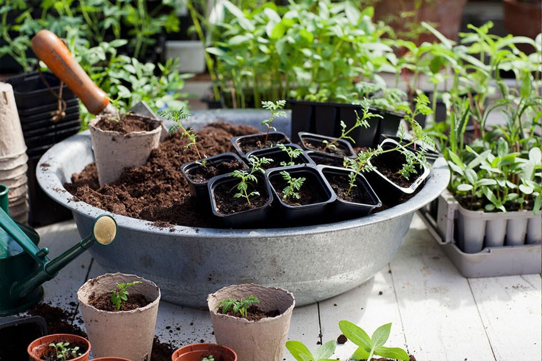 How to get rid of weeds