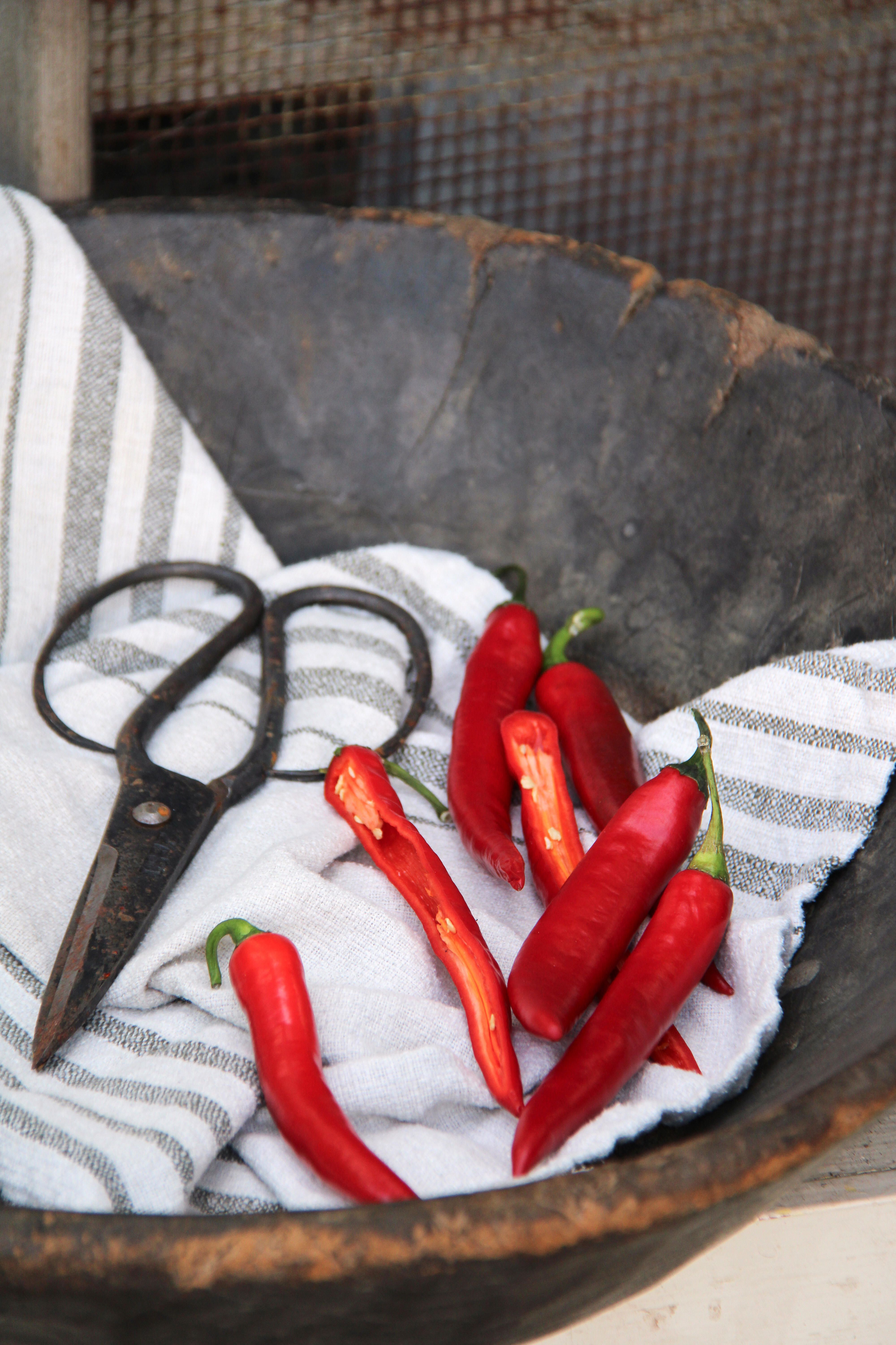 Chilipepper 2