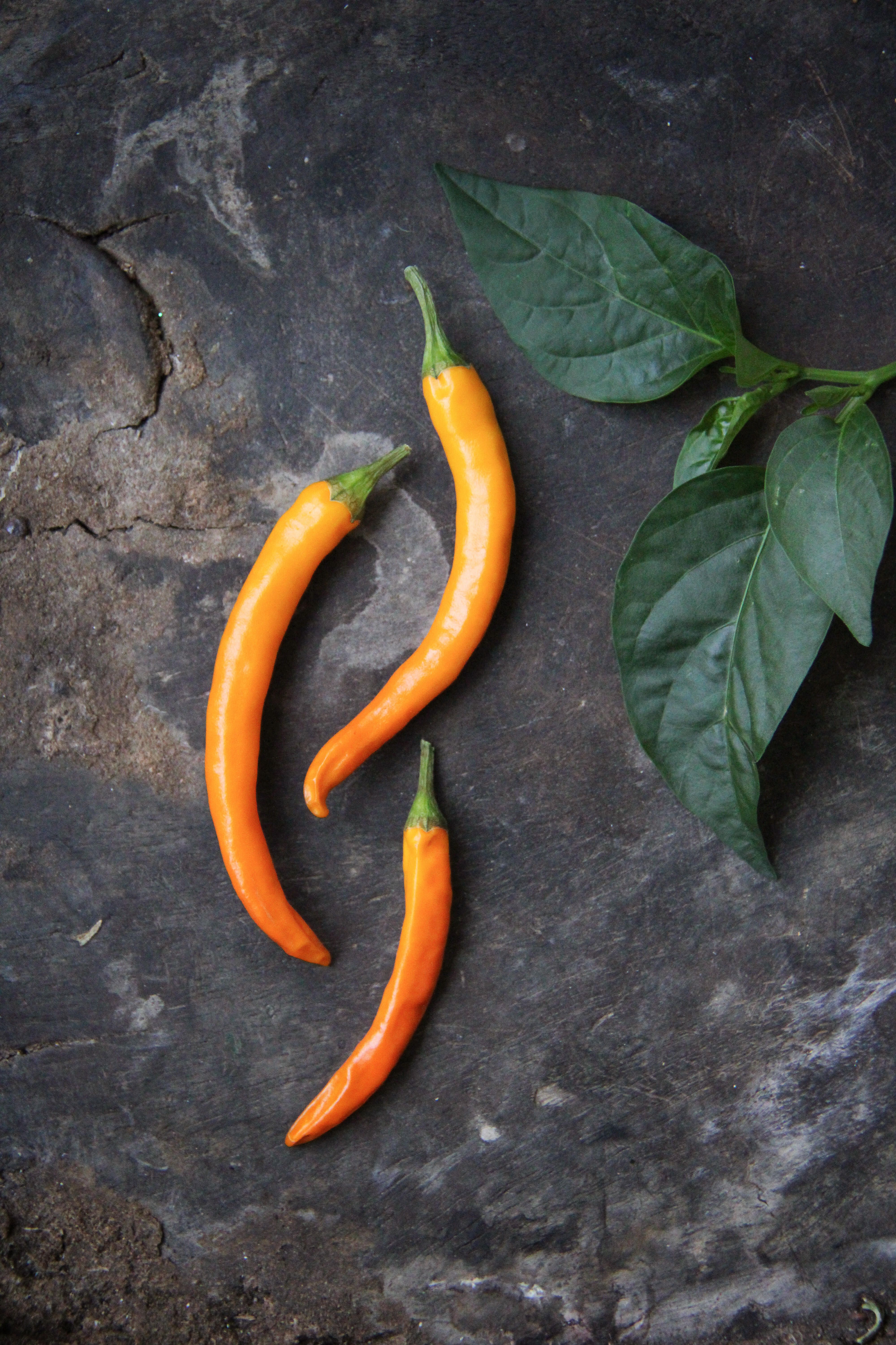 Chilipaprika 2
