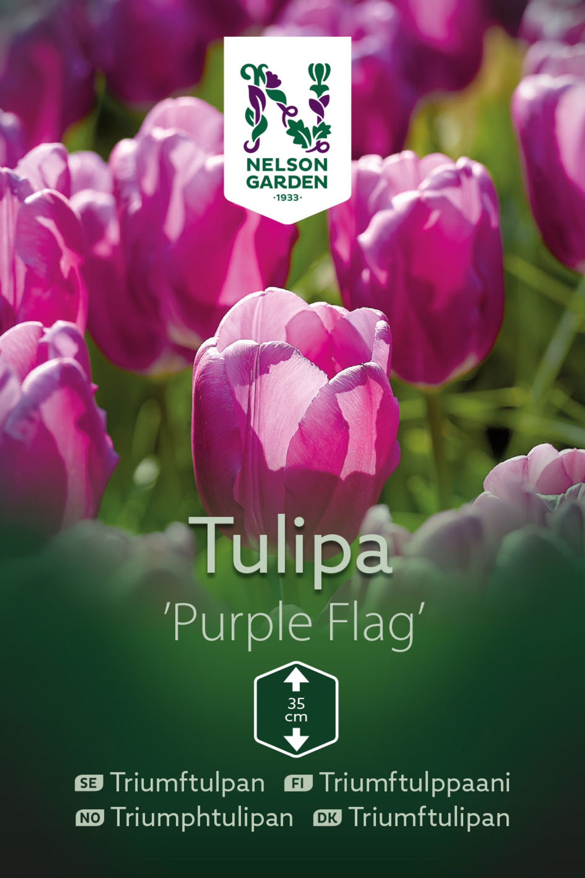 Triumftulppaani