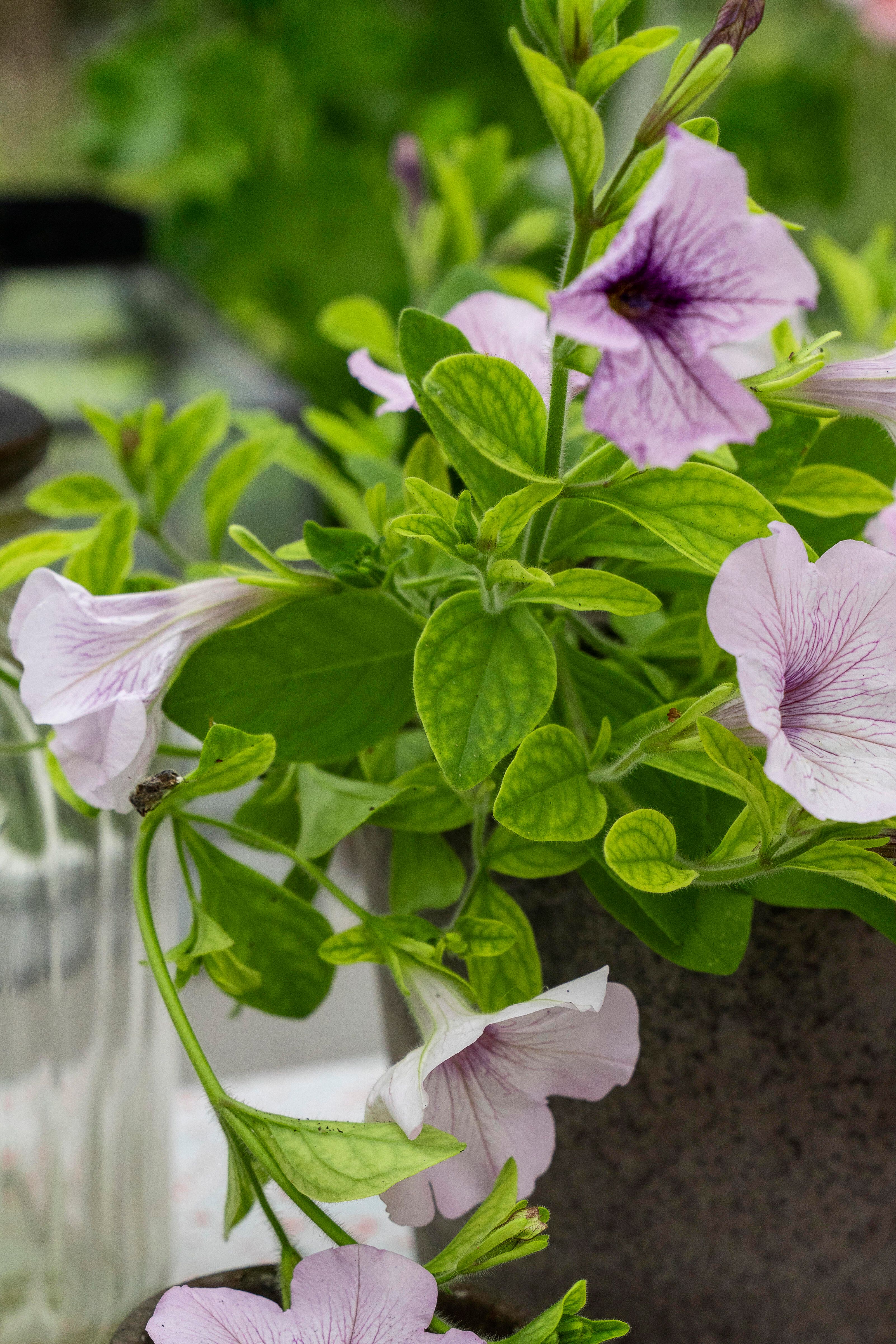 Petunia 1