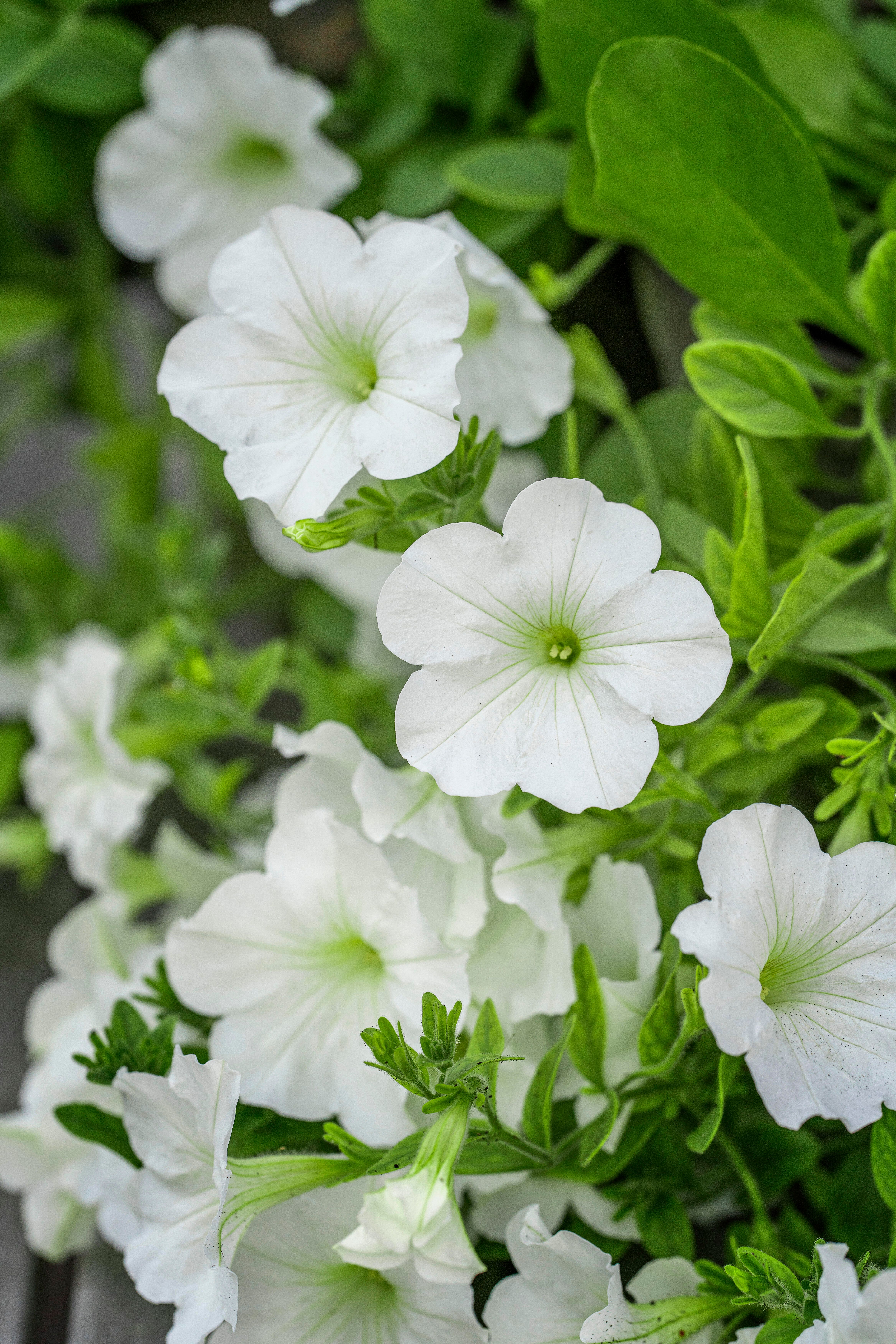 Petunia 2
