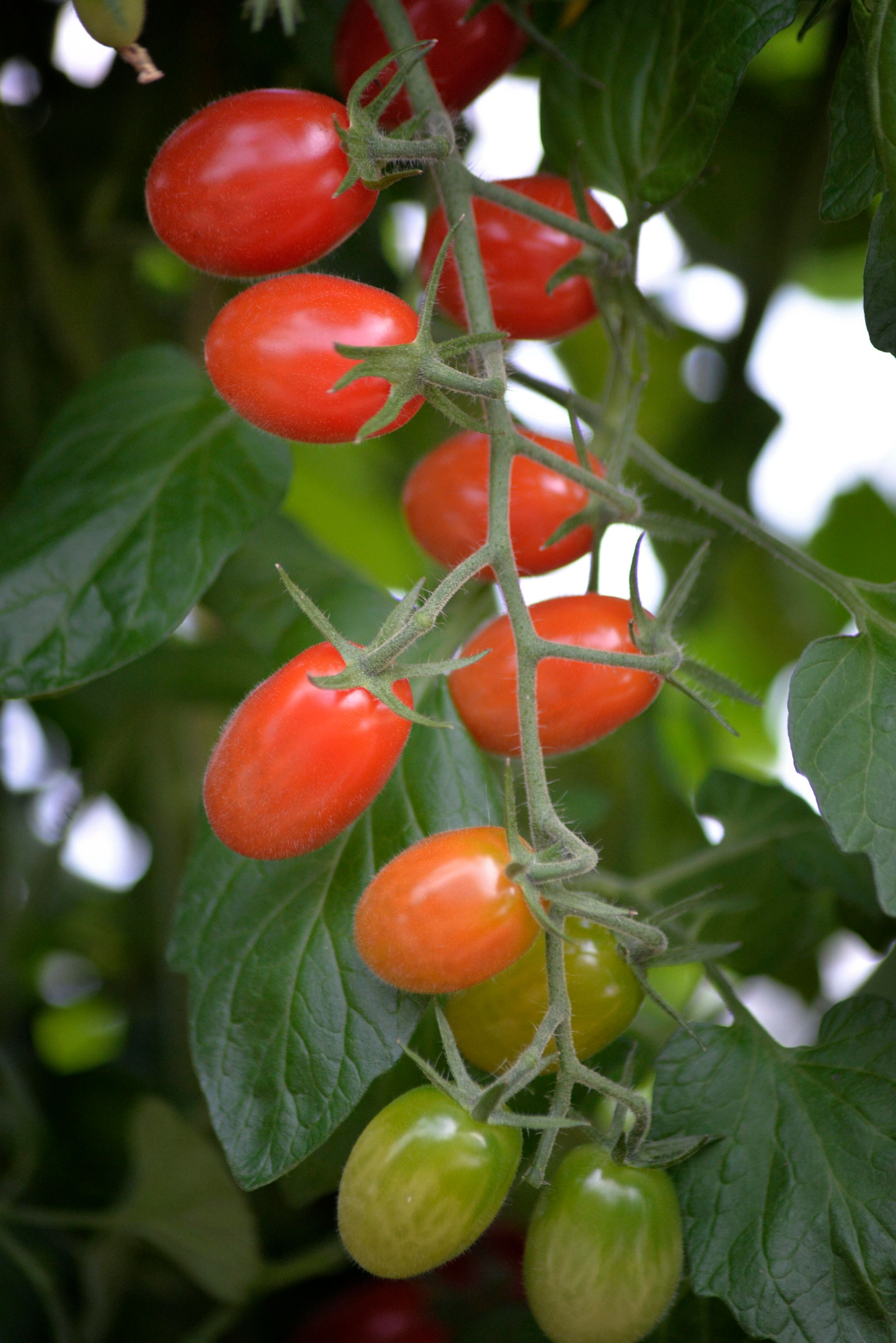 Cherrytomat