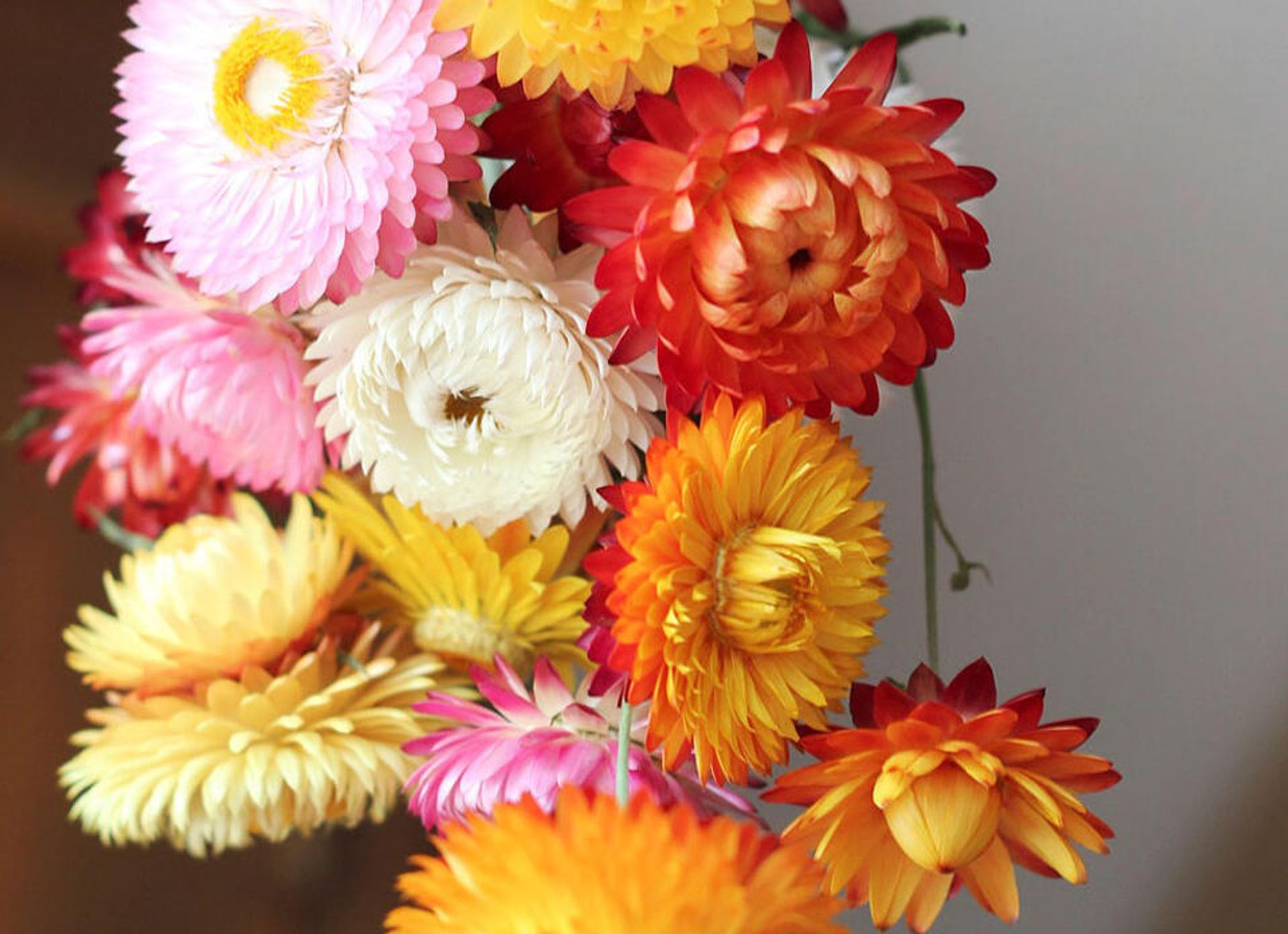 Dyrk og tørre evighedsblomster