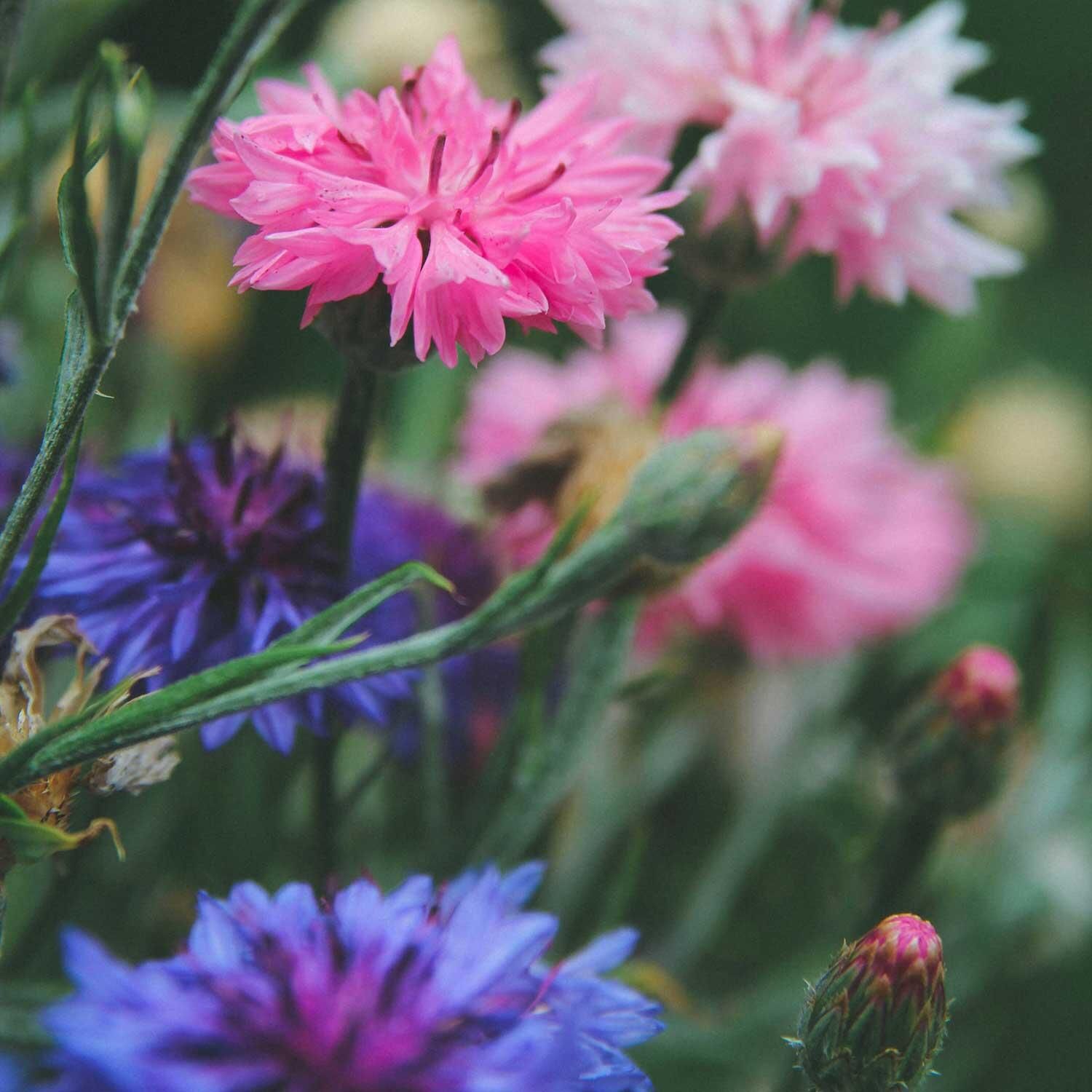 Så blomster om høsten