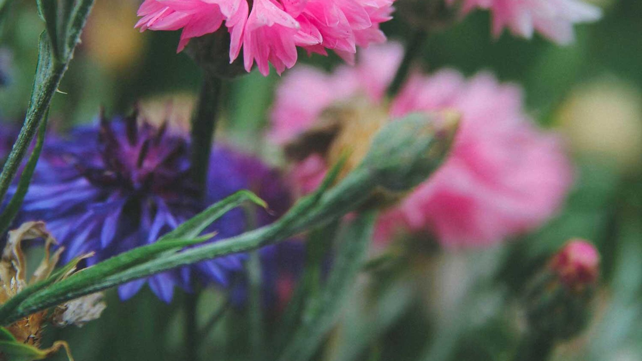 Så blomster om høsten