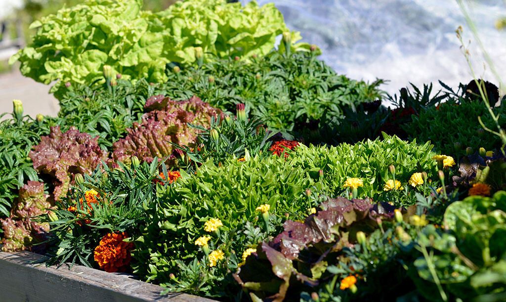 Fyldt palleramme, hvor forskellige salatsorter og tagetes vokser på hver anden række.