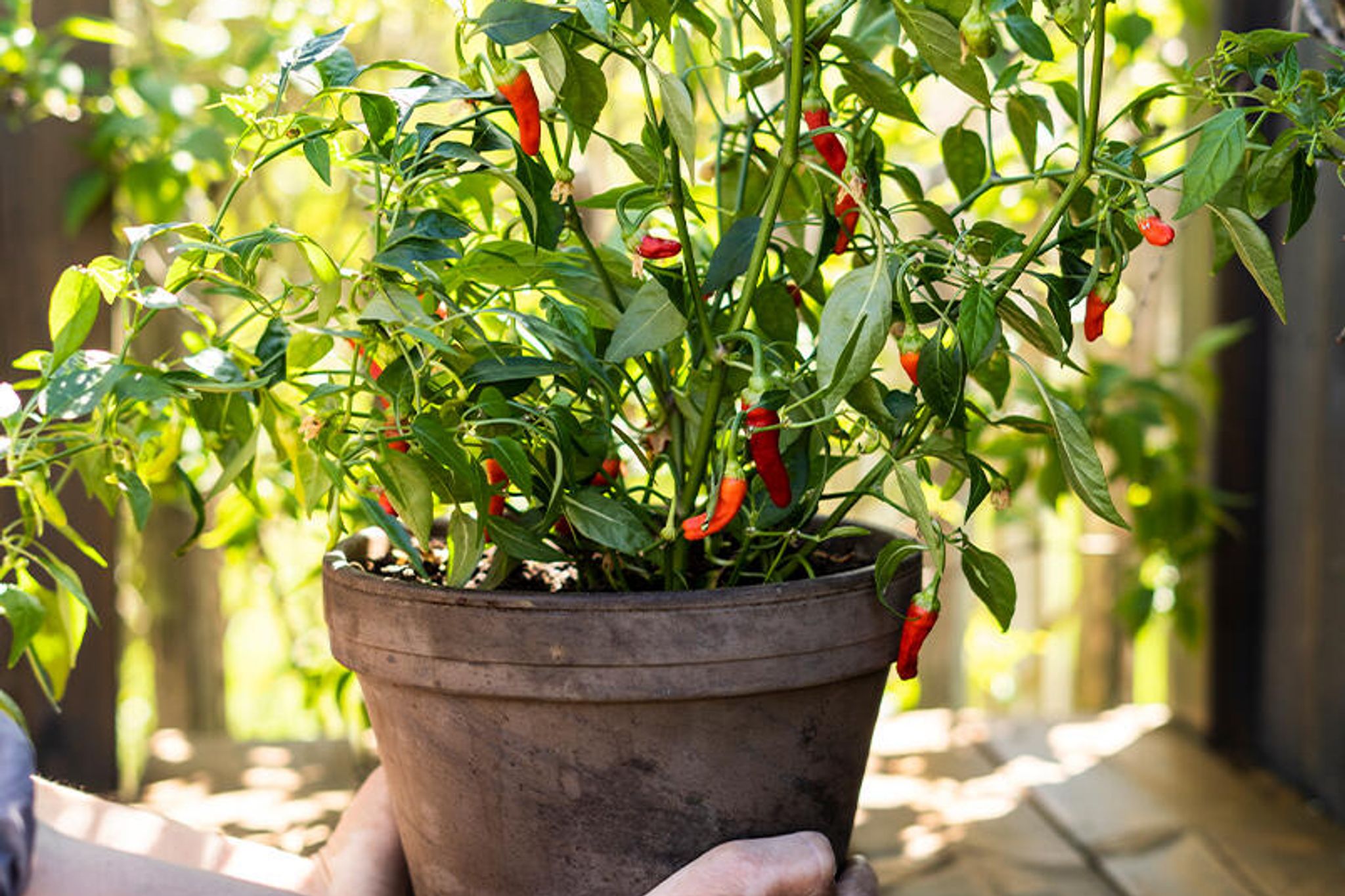 Dyrk chili