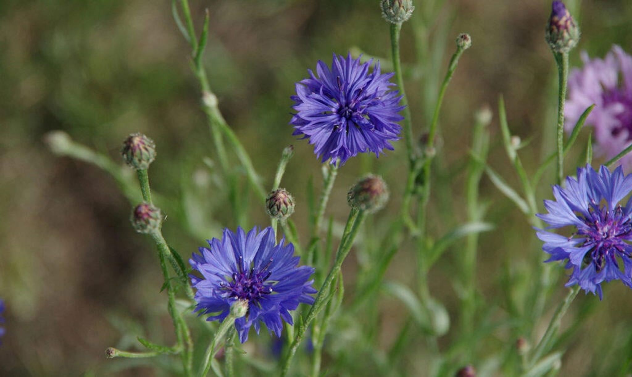 How to Grow Cornflower