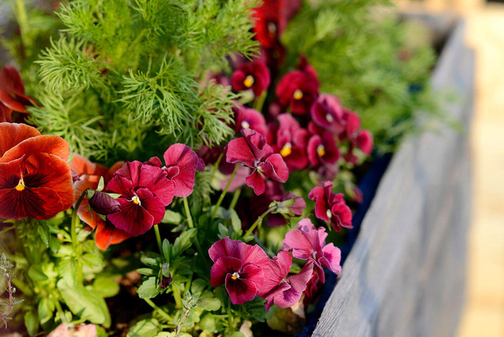 Dyrke hagestemorsblomster